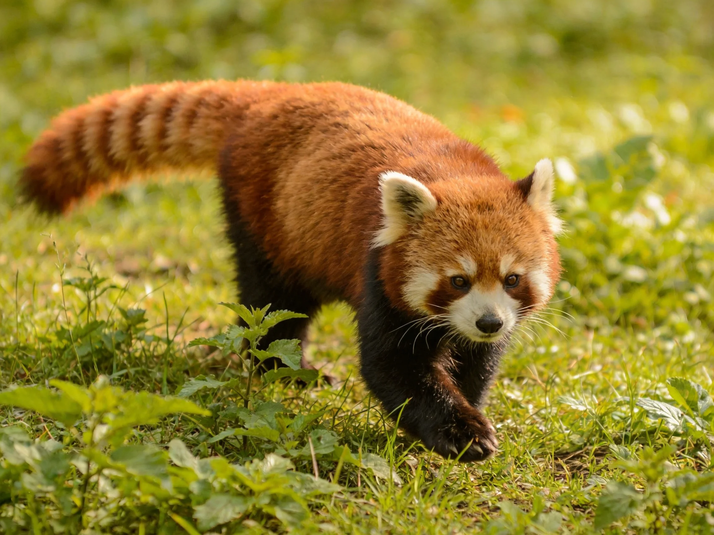 A red panda moves through lush greenery in a natural setting.
