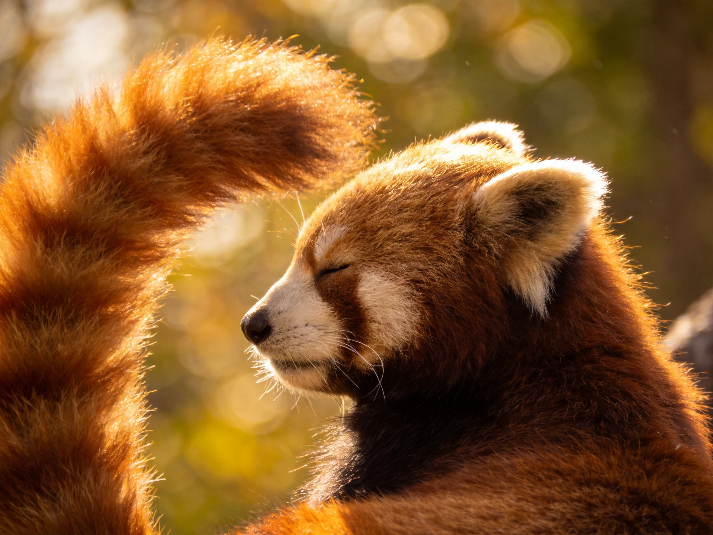 A red panda’s thick reddish-brown fur glows in golden sunlight