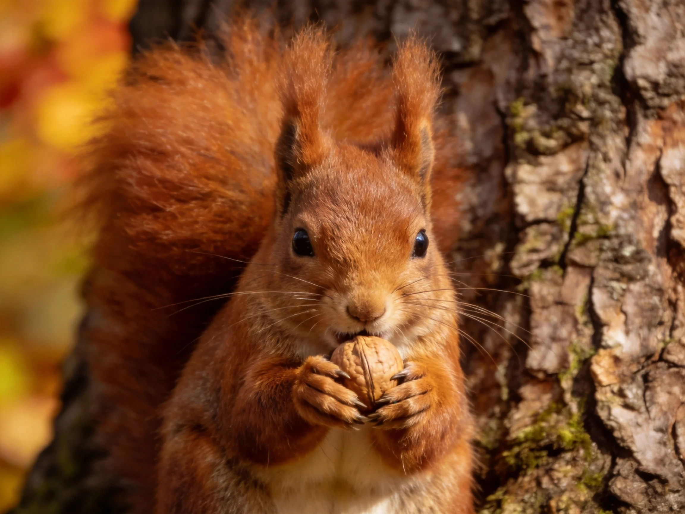 A red squirrel holds a walnut near textured tree bark