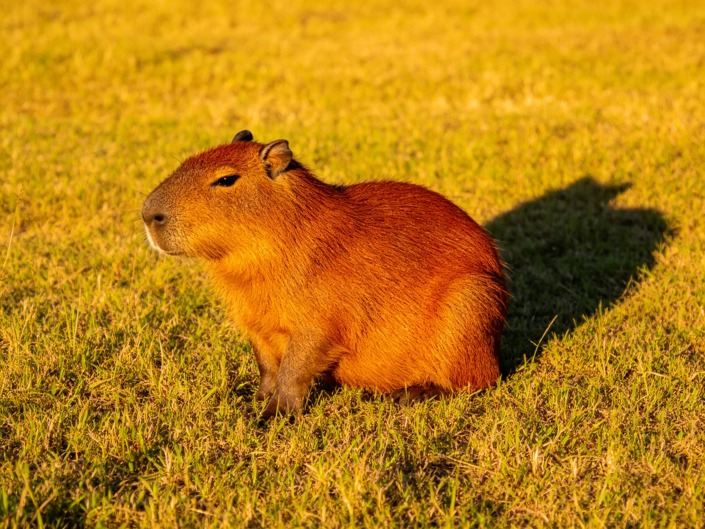 A reddish-brown capybara sits calmly in a sunlit grassy area.