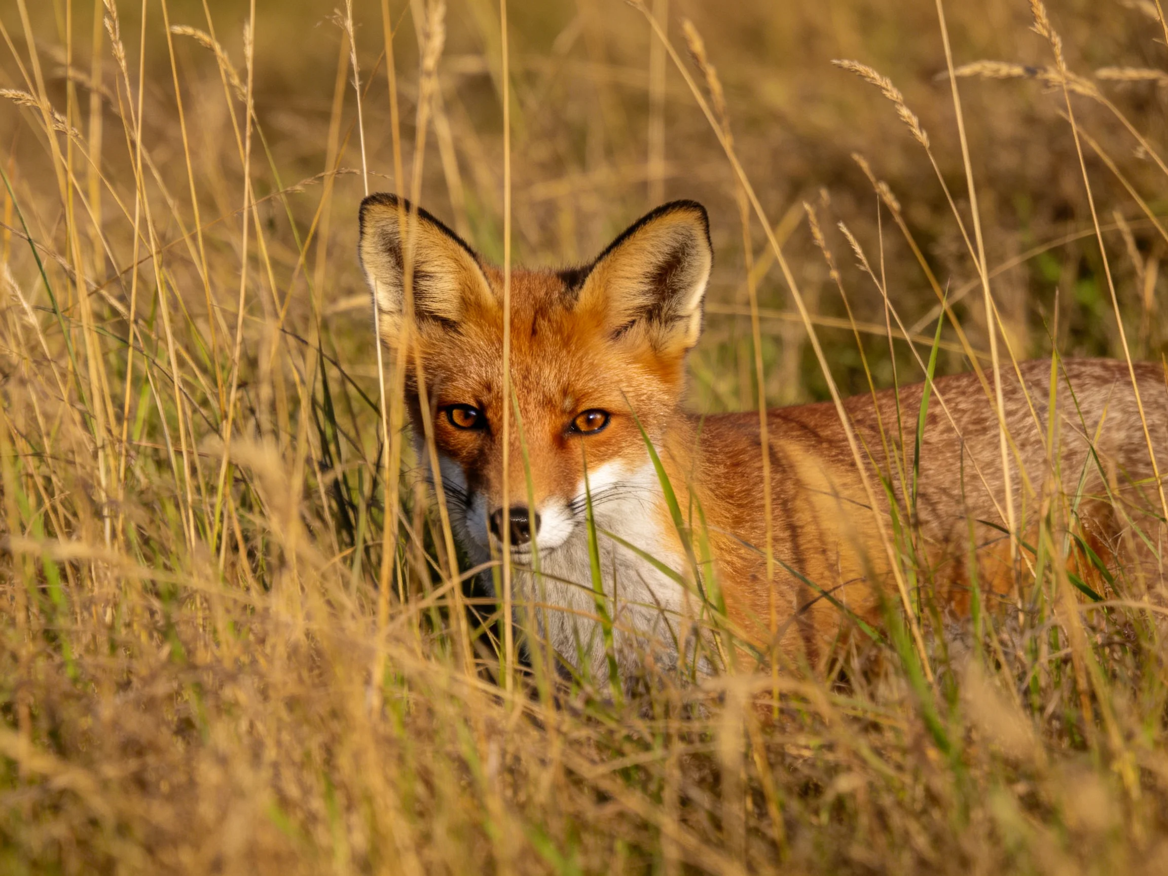 A reddish-brown fox blends into tall golden grasses with focused gaze
