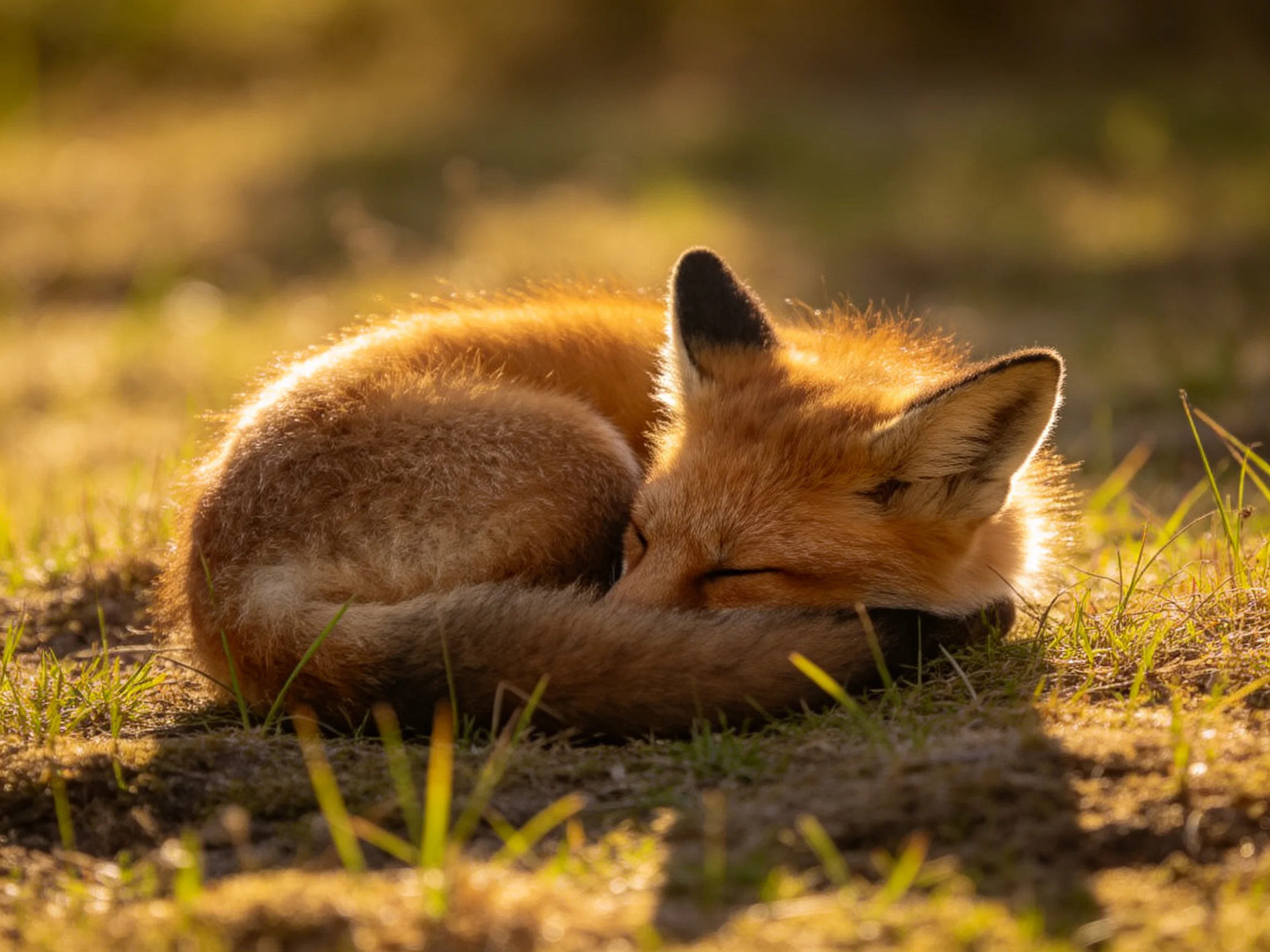 A reddish-brown fox cub curled asleep in sunlit grass