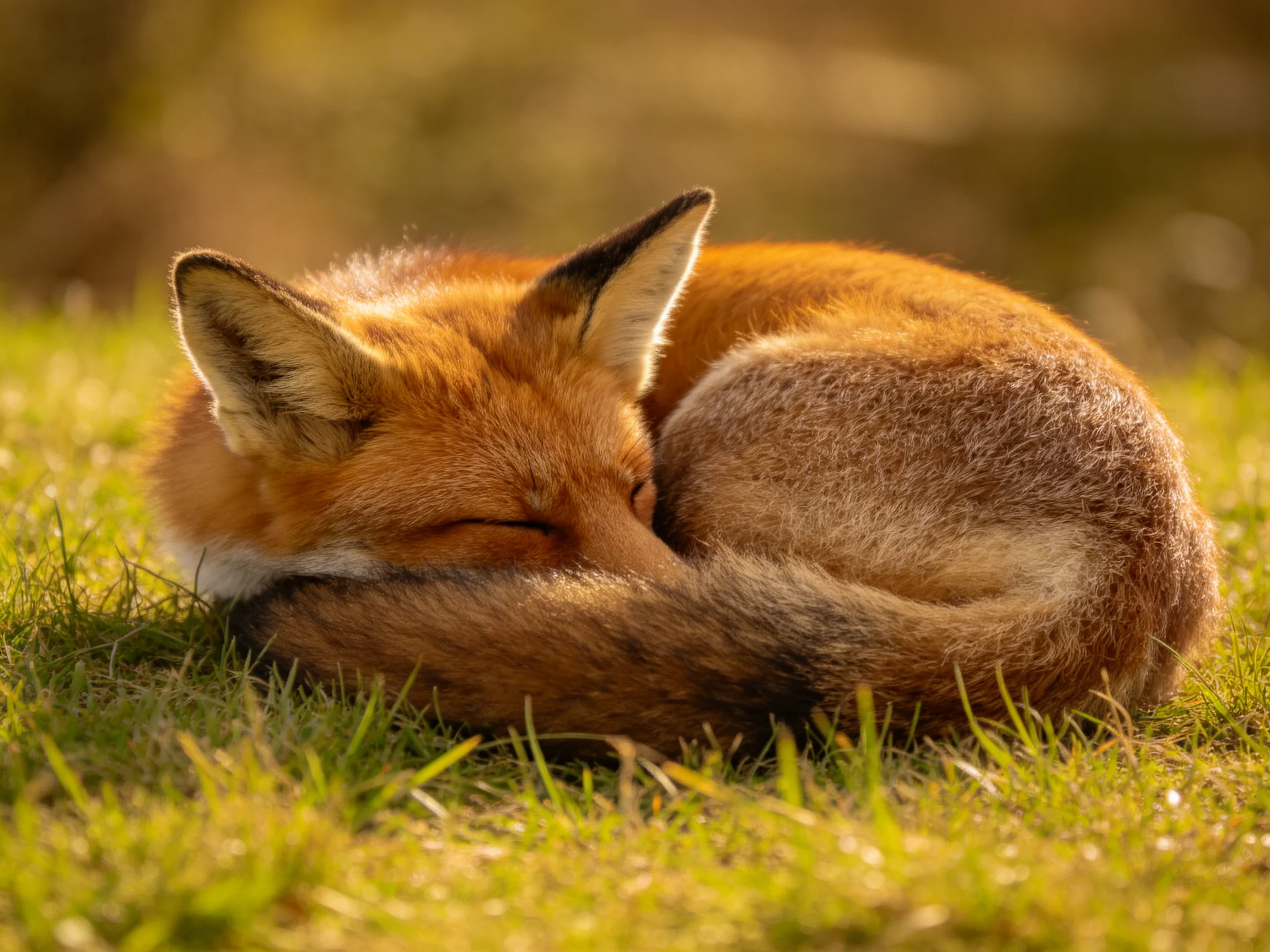A reddish-brown fox curled up asleep on lush green grass