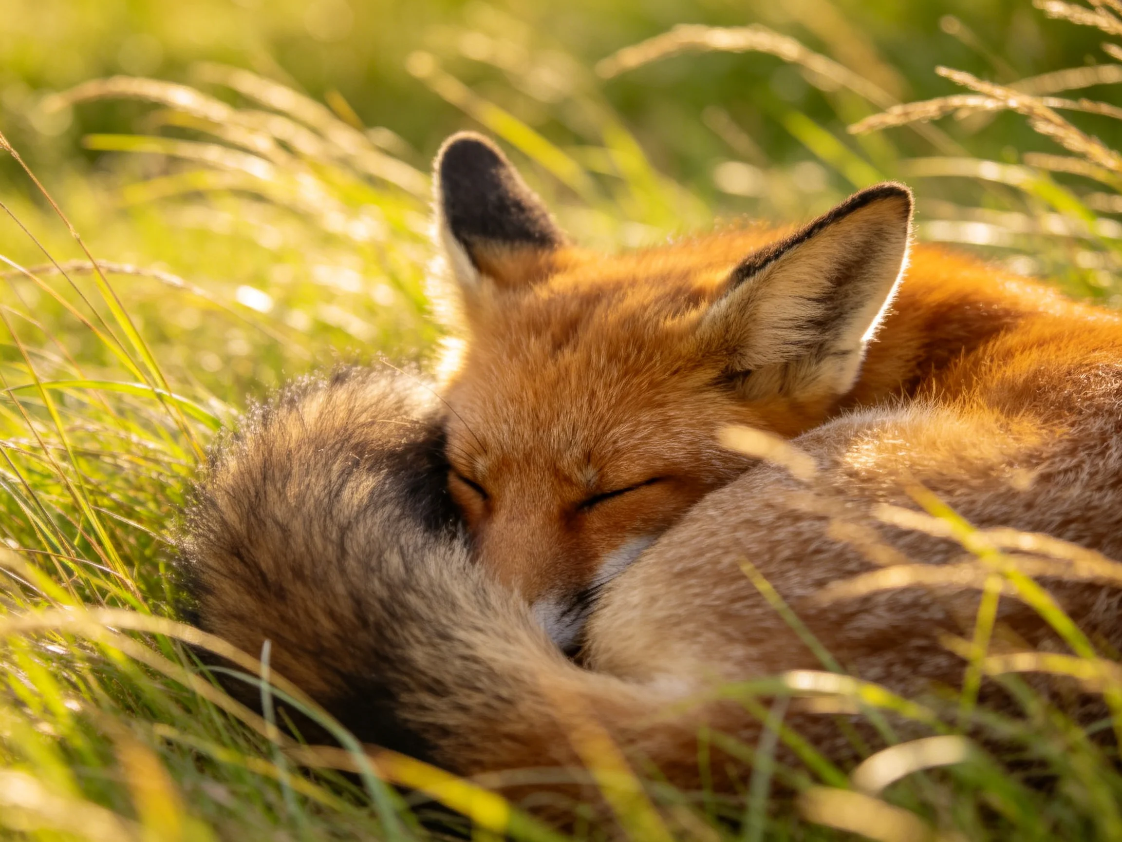 A reddish-brown fox curled up in golden-green grass