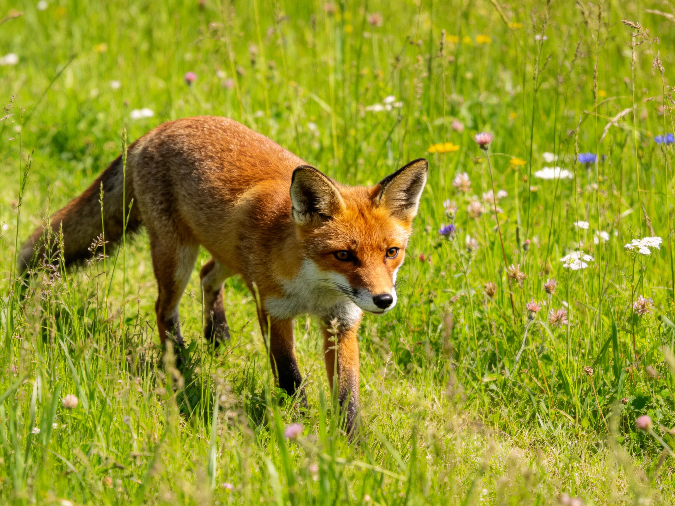 A reddish-brown fox explores a lush green meadow with colorful wildflowers