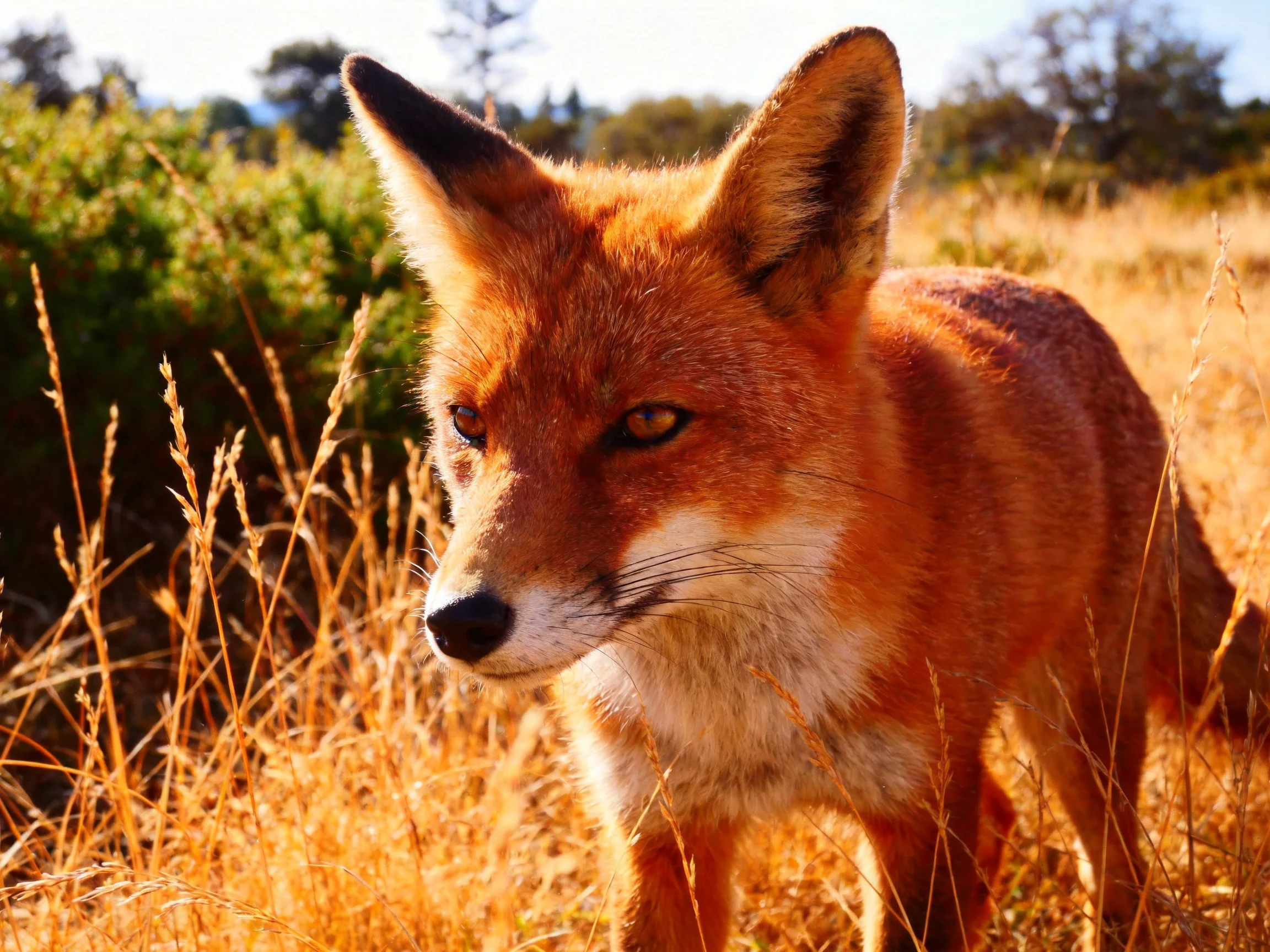 A reddish-brown fox in tall golden grass near green shrubs