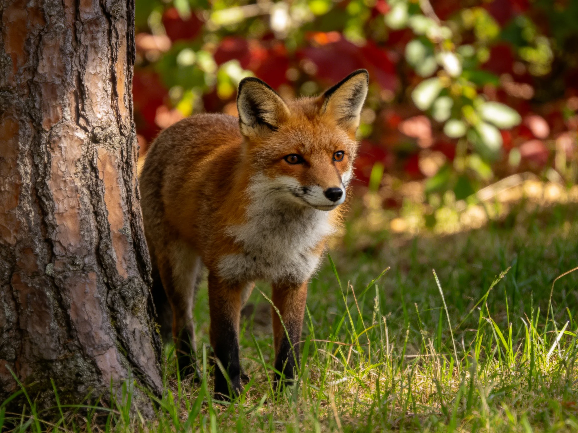 A reddish-brown fox stands near a tree in a sunlit grassy area.