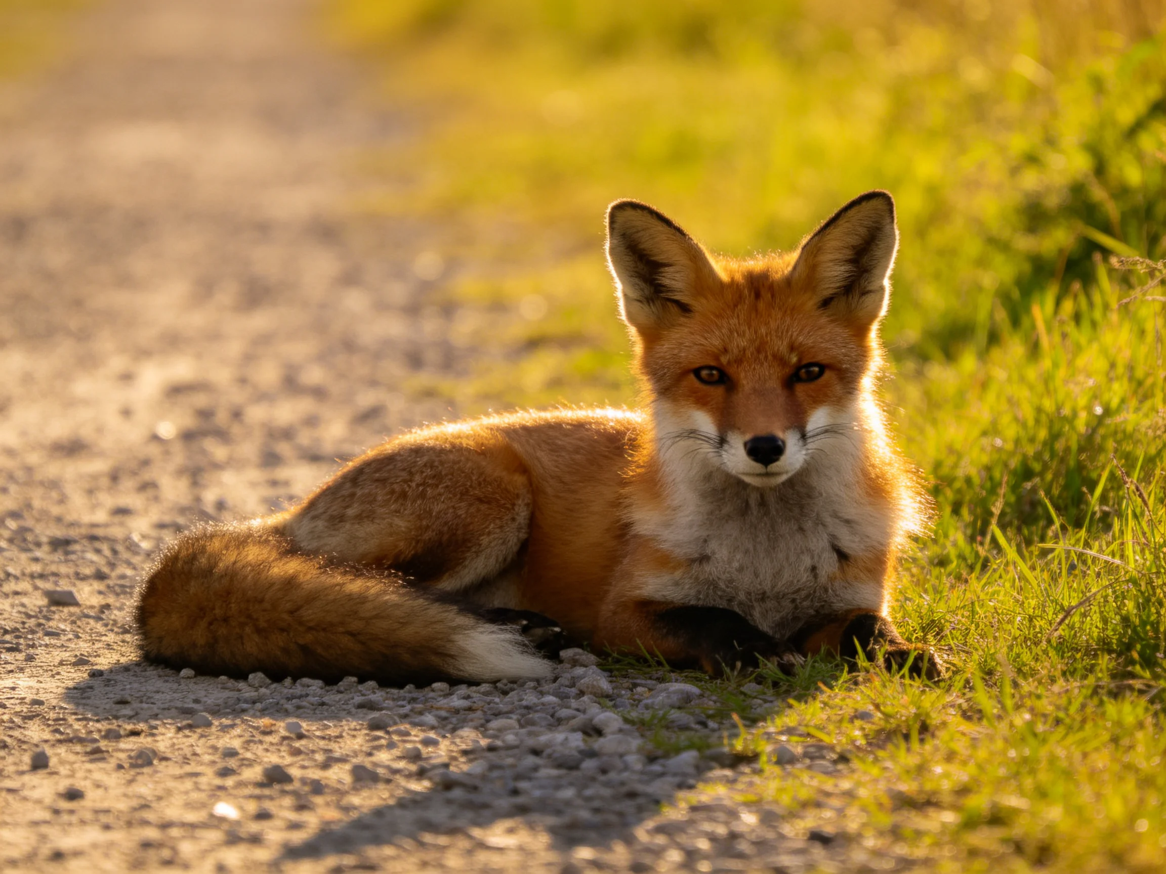 A reddish-brown fox rests on a gravel path beside green grass