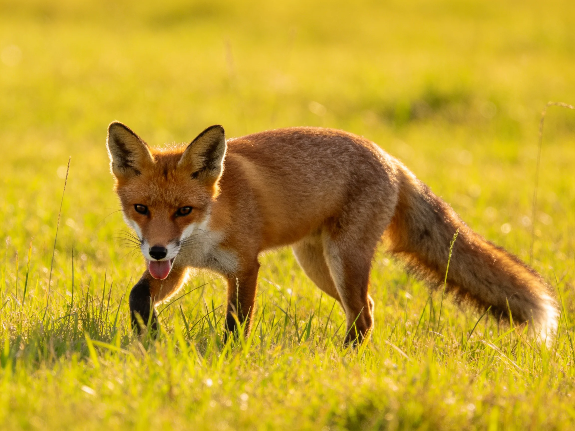 A reddish-brown fox roams a sunlit yellow-green meadow
