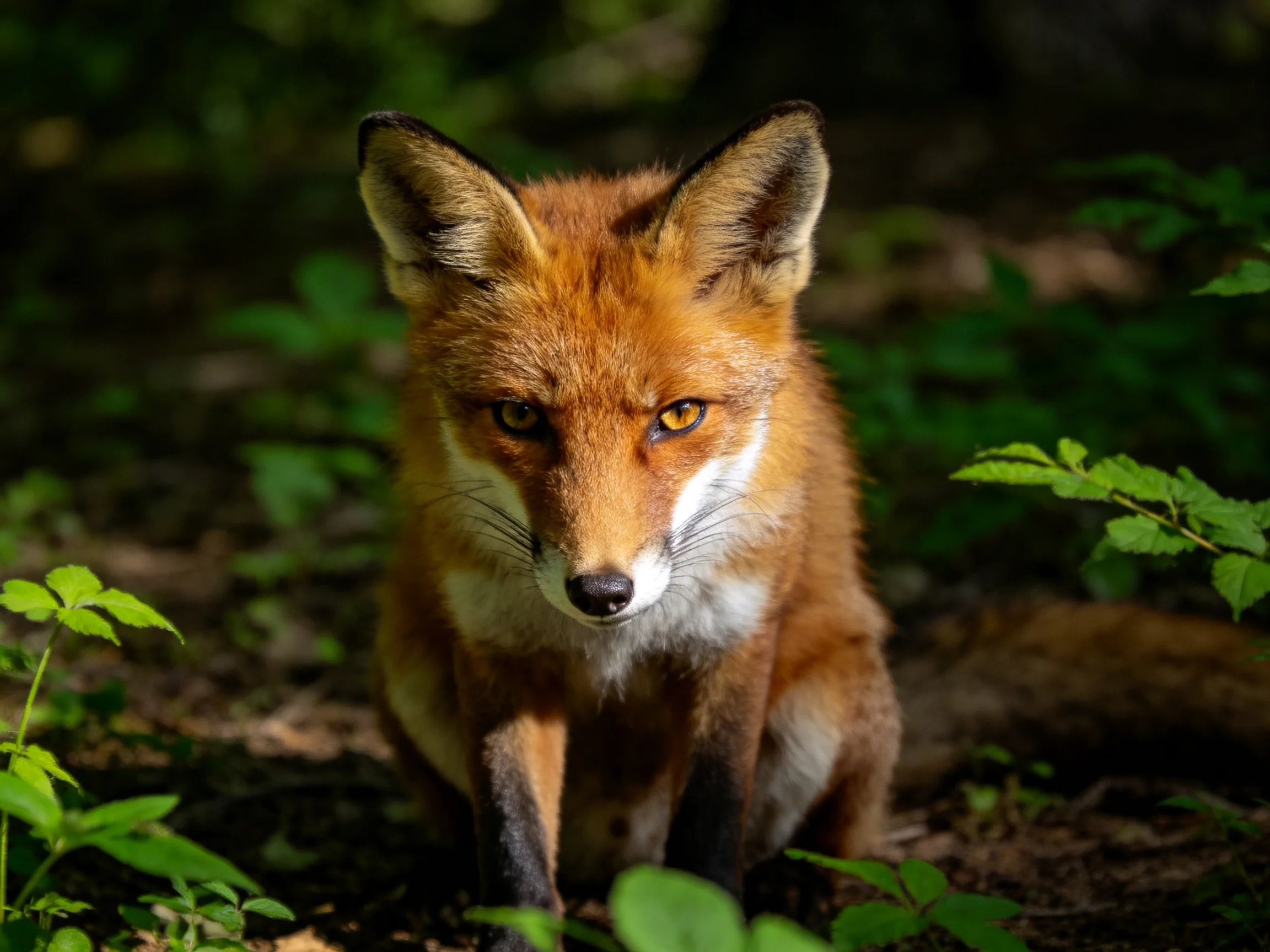 A reddish-brown fox sits calmly among dense greenery in a shaded forest.