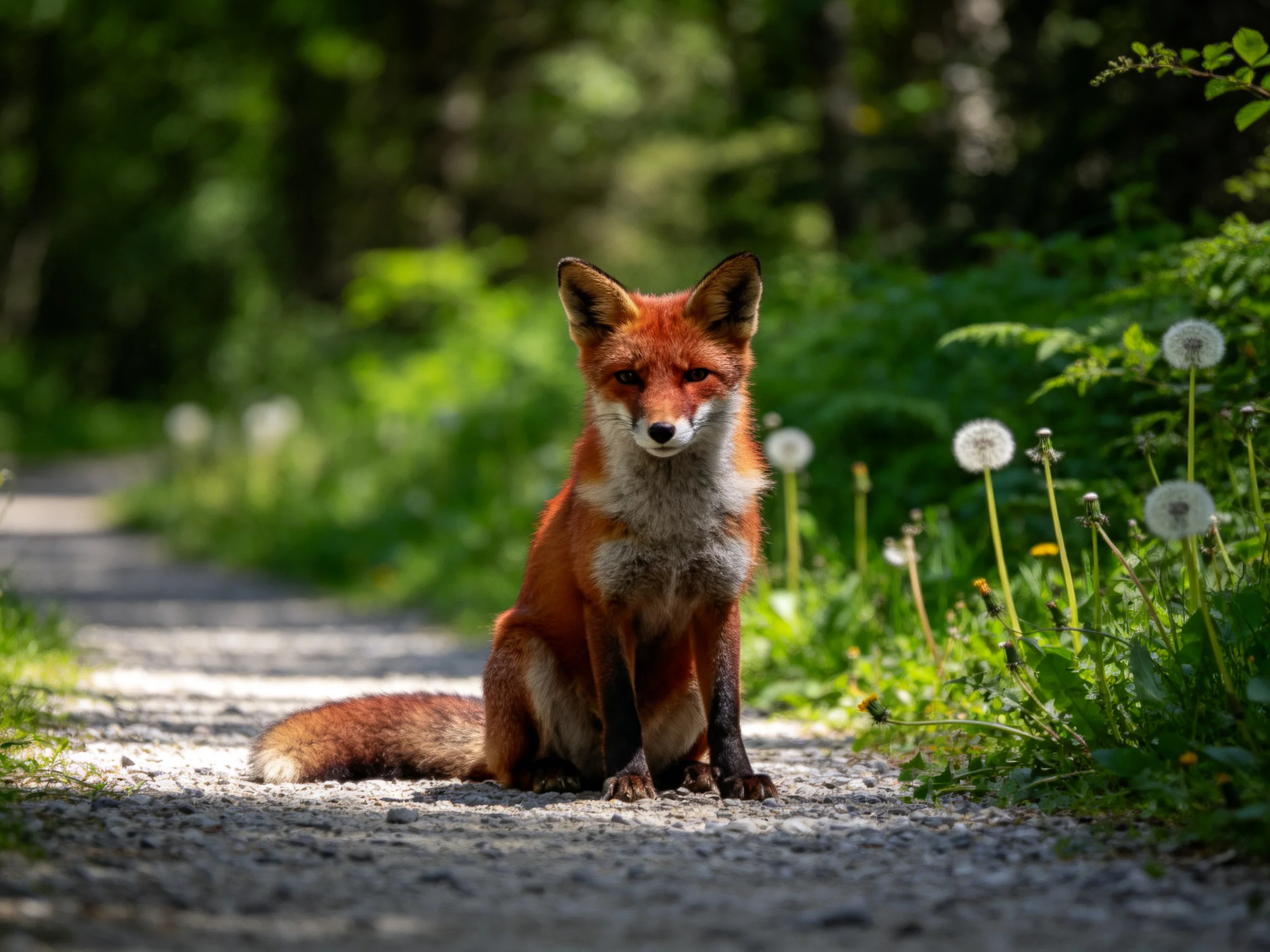 A reddish-brown fox sits on a gravel path amid lush greenery
