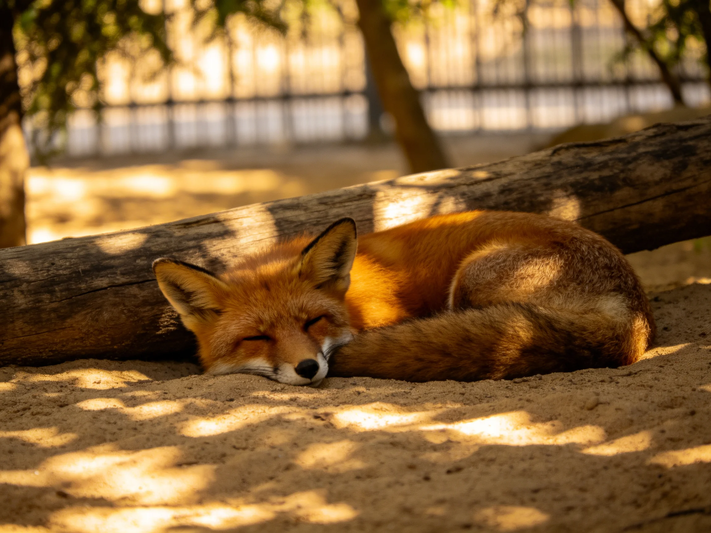 A reddish - brown fox sleeps beside a large log on sandy ground under sunlight