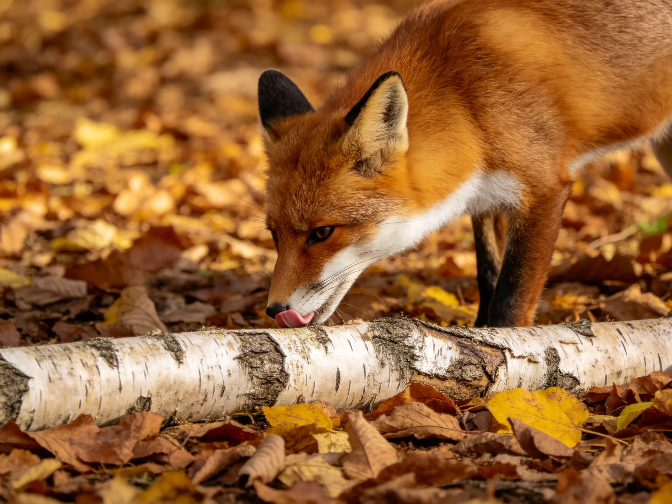 A reddish-brown fox sniffs a birch log amid golden autumn leaves