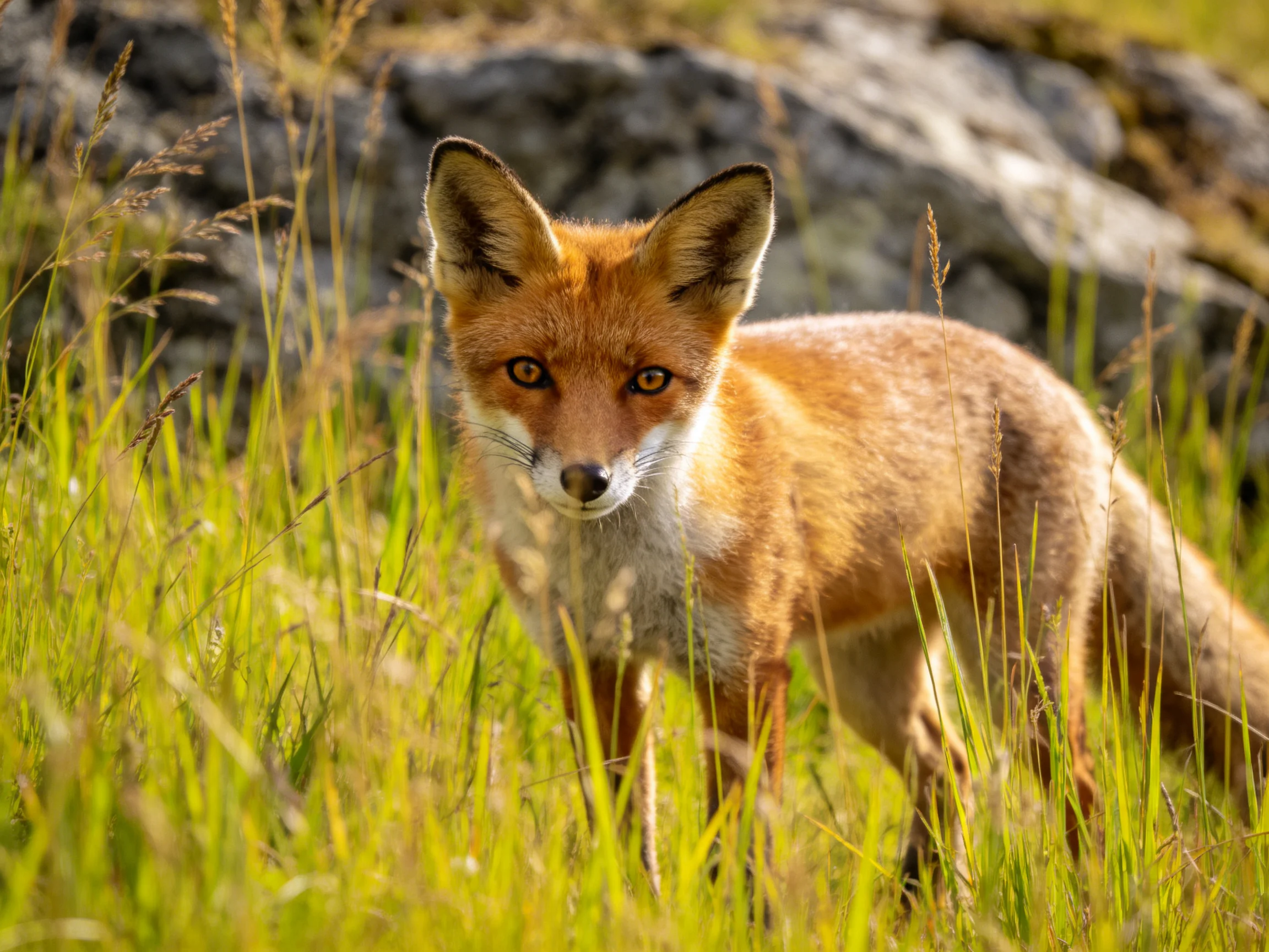 A reddish-brown fox stands amid tall green grass near rocky terrain