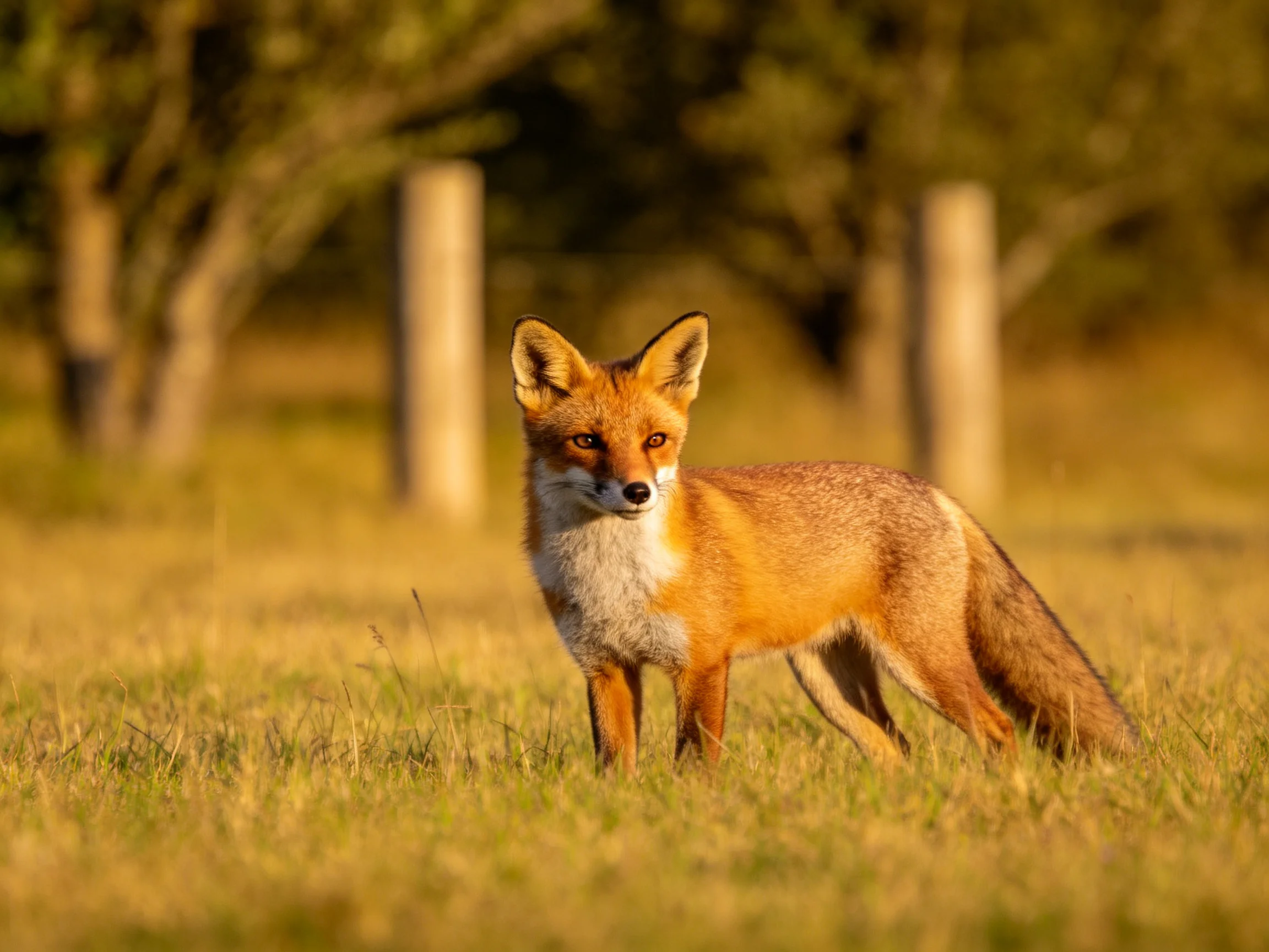 A reddish-brown fox stands in a sunlit grassy field near blurred trees