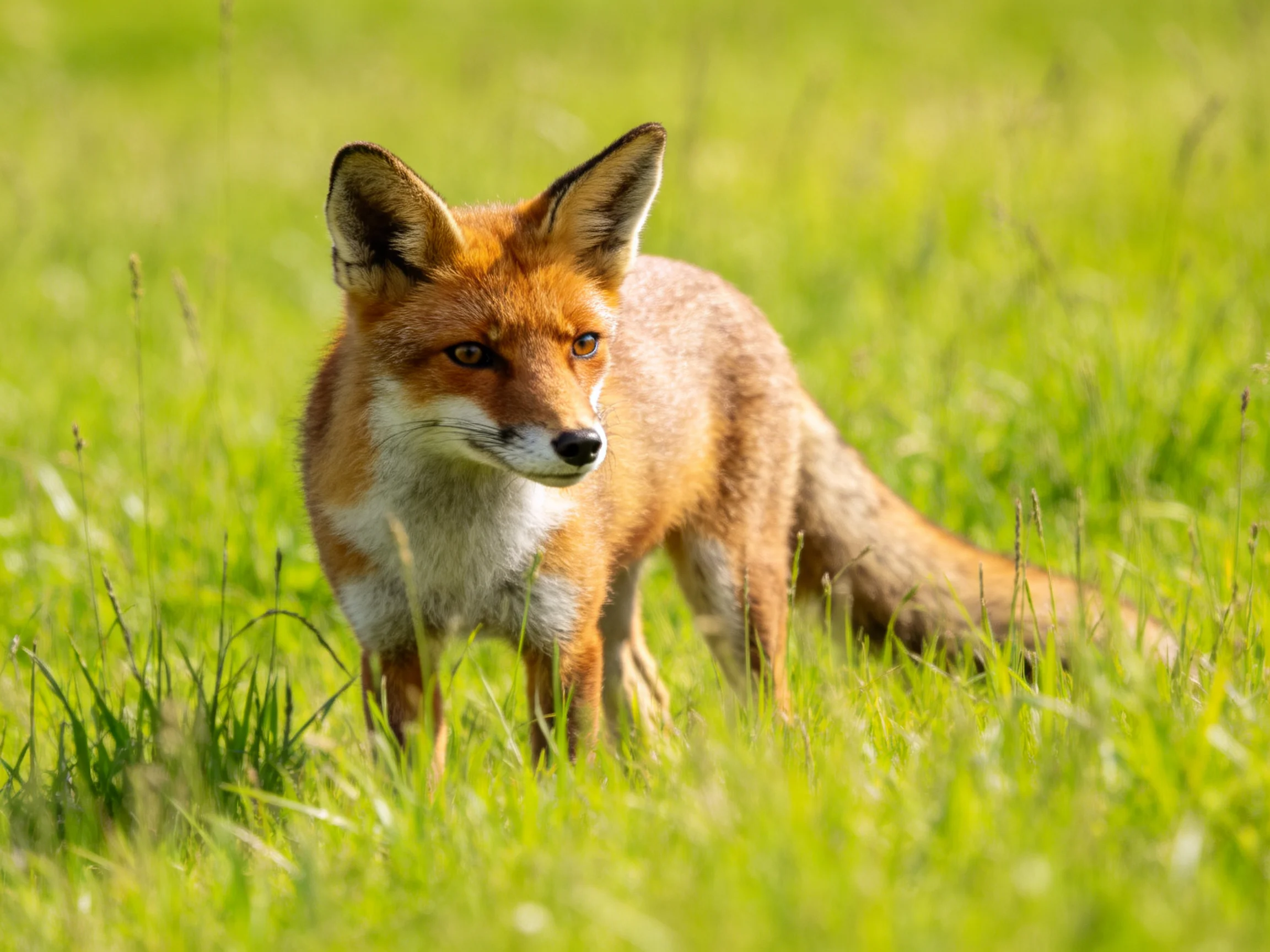 A reddish-brown fox stands in lush green meadow grass