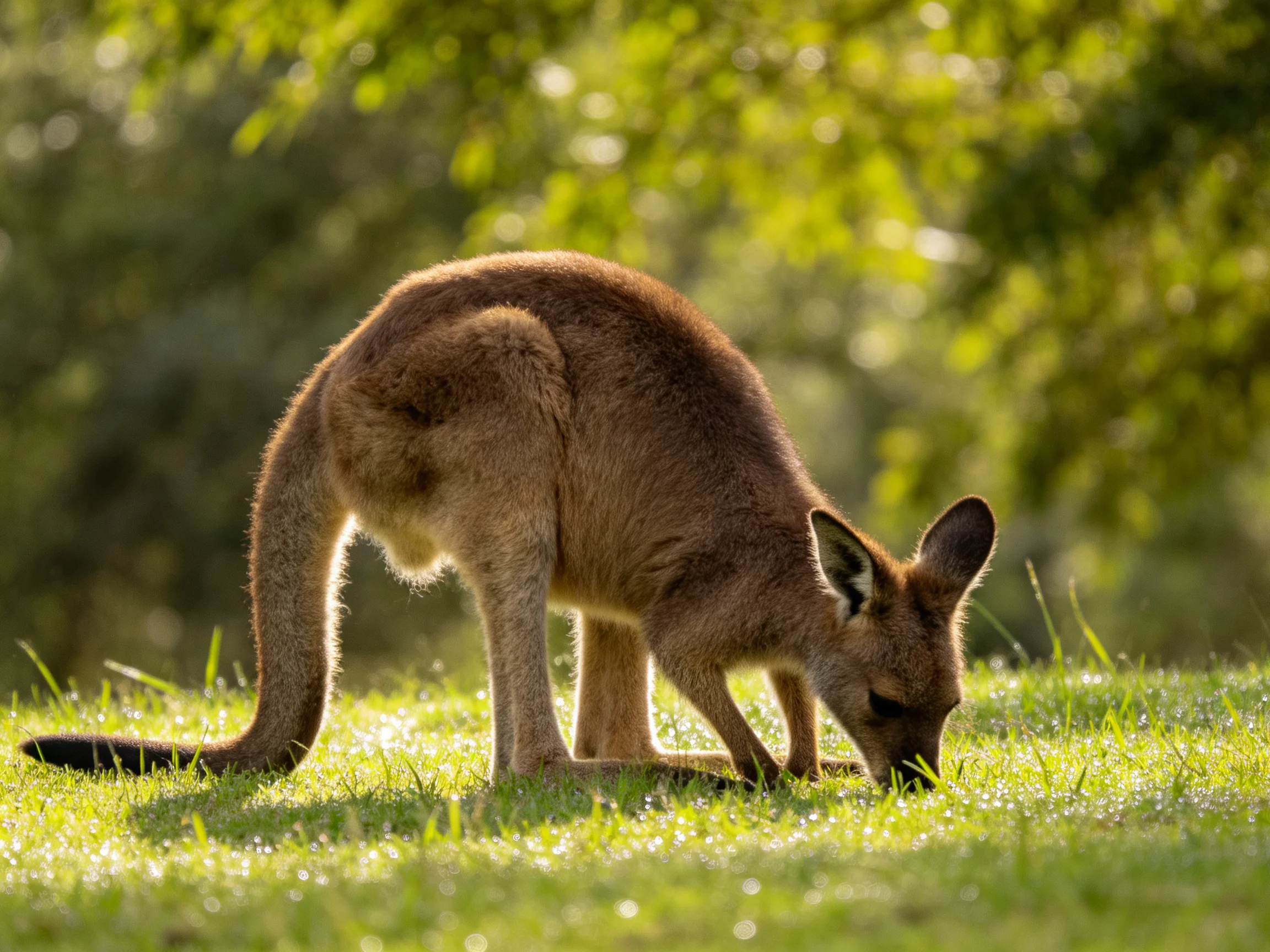 A reddish-brown kangaroo grazes on grass in a sunlit grassy clearing.