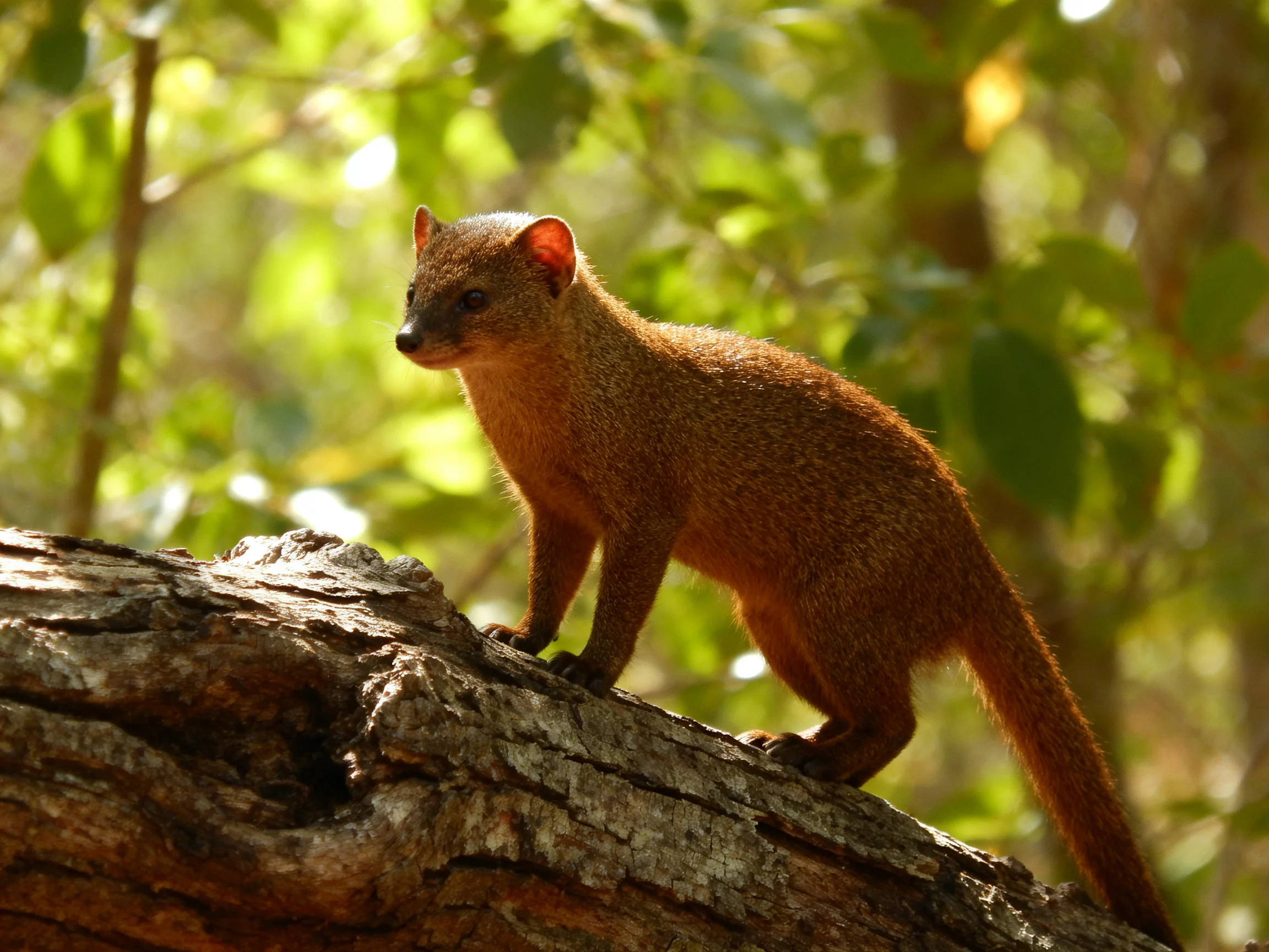 A reddish-brown mammal stands on a tree trunk in a sunlit forest setting