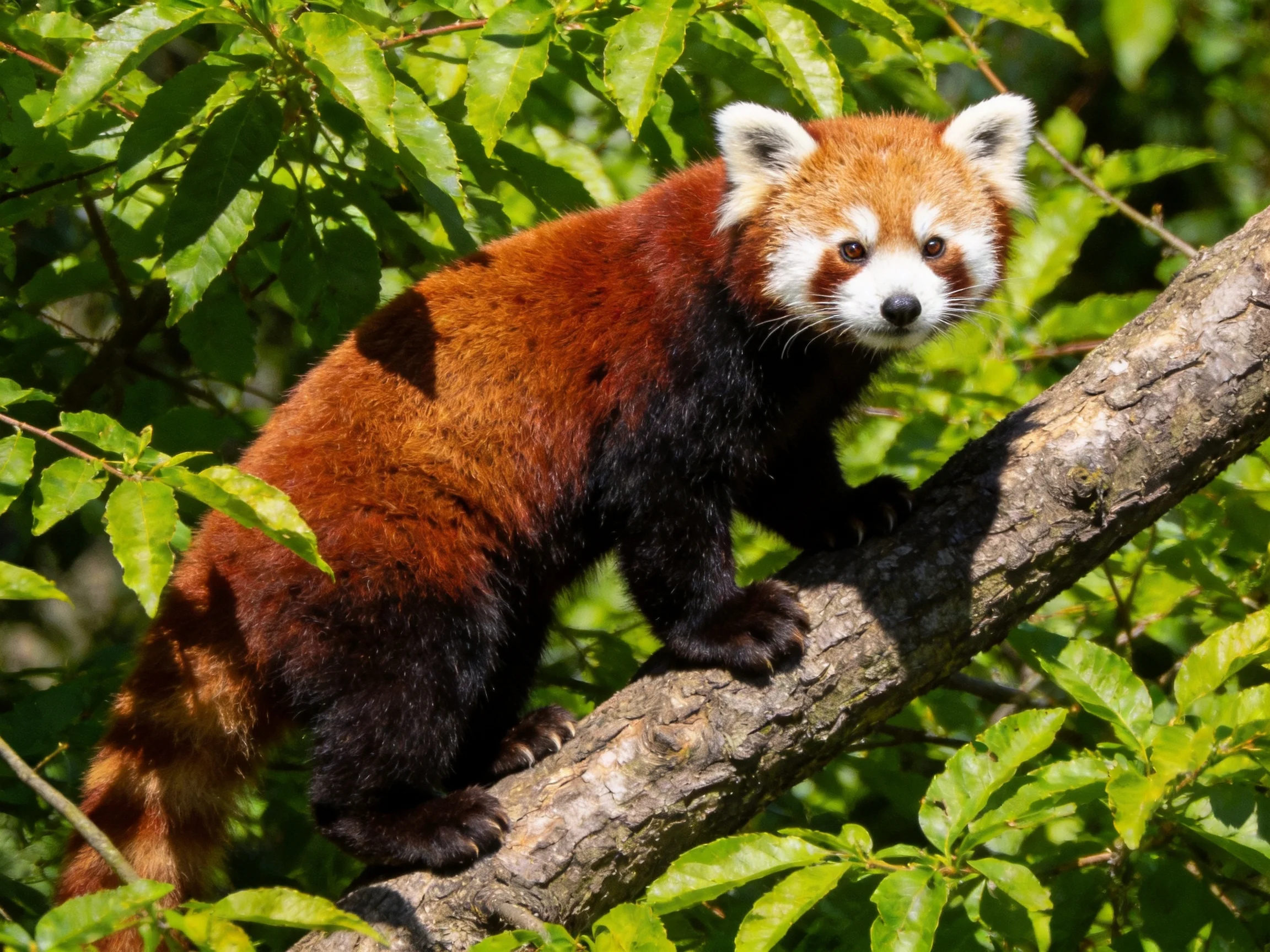 A red panda climbs a tree branch surrounded by green foliage.