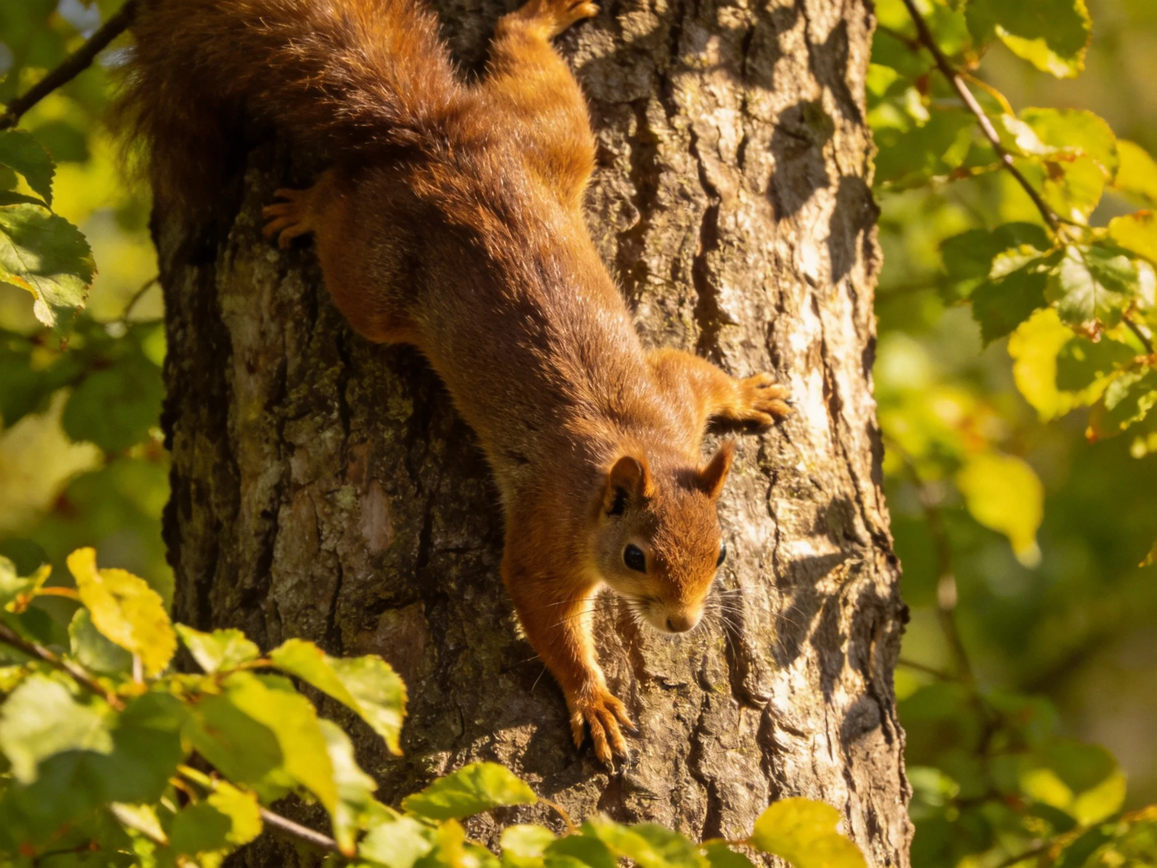 A reddish-brown squirrel climbing a rugged tree trunk amid lush greenery