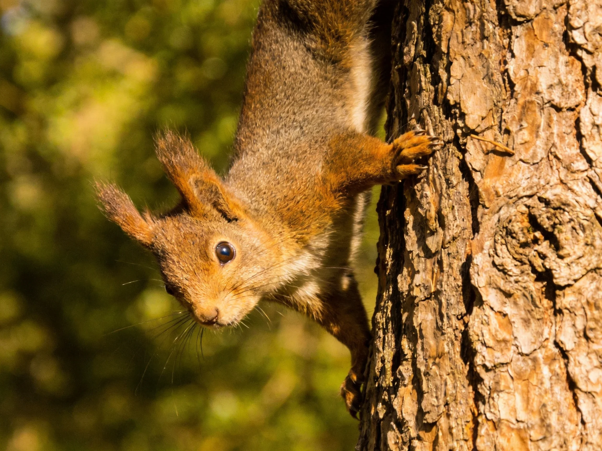 A reddish - brown squirrel clinging to a textured tree trunk