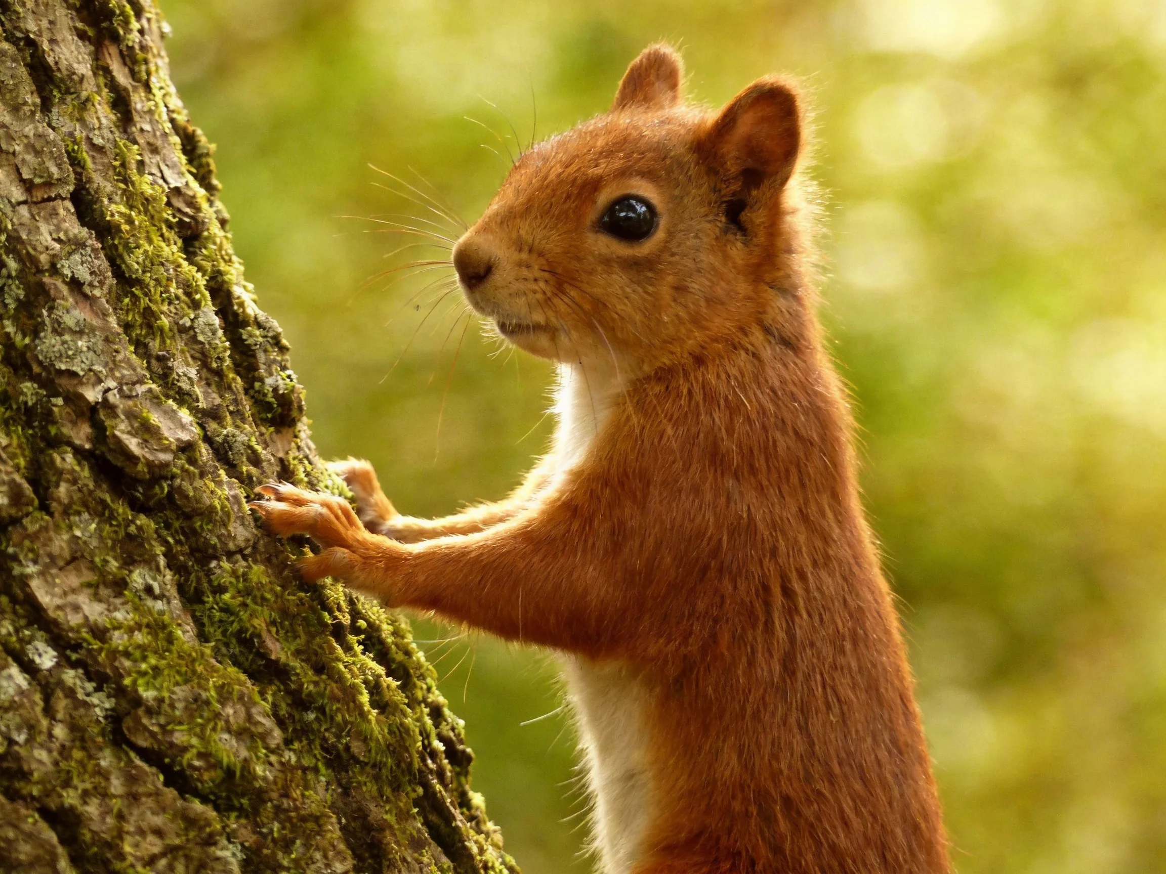 A reddish-brown squirrel clings to a moss-covered tree trunk