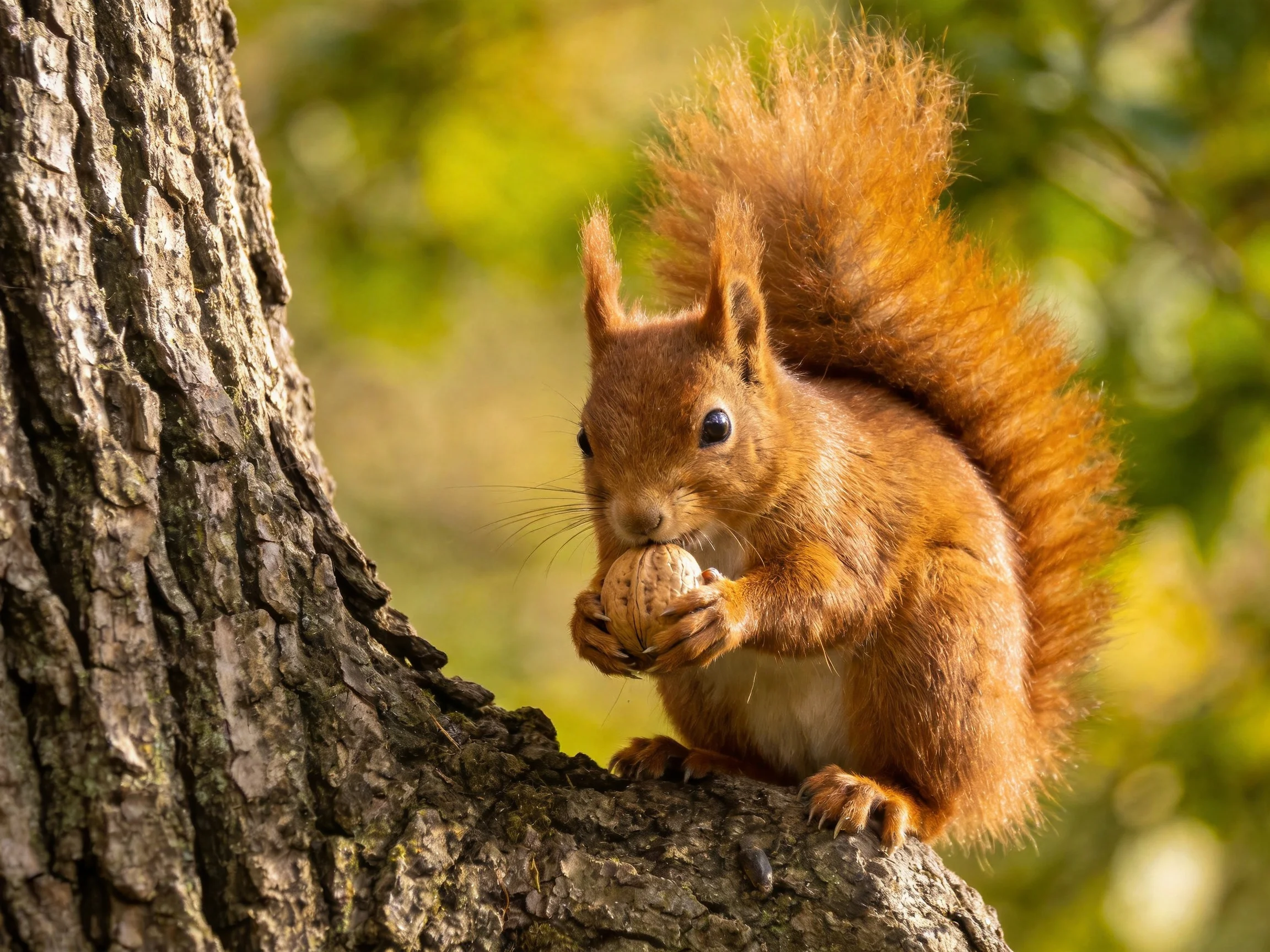 A reddish - brown squirrel clutching a nut on a gnarled tree trunk