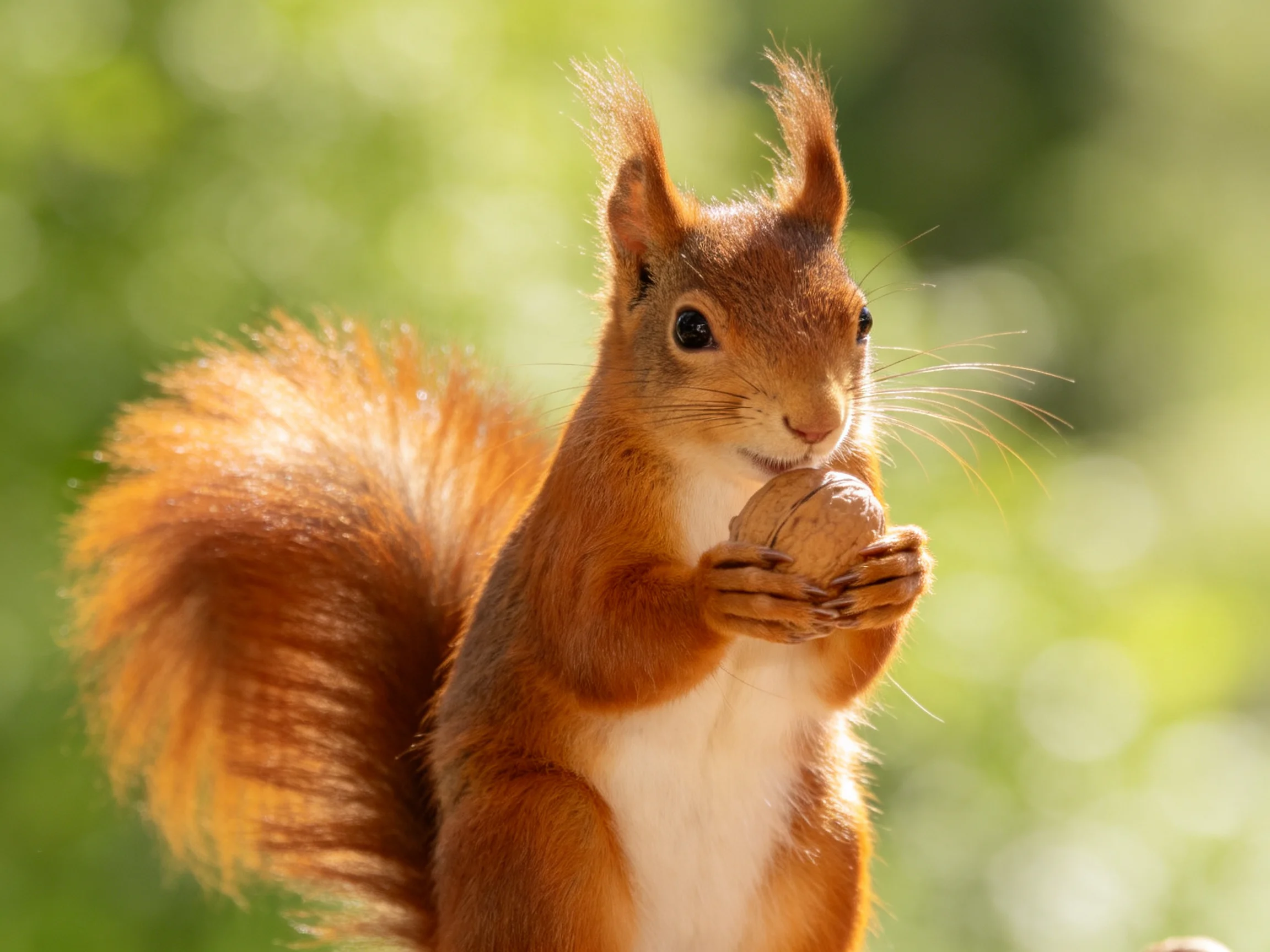 A reddish-brown squirrel clutching a walnut amid soft green foliage