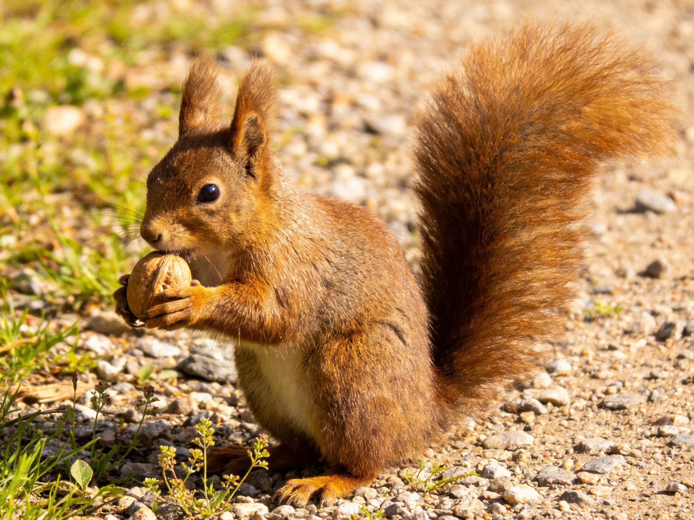A reddish-brown squirrel clutching a walnut on a gravel path