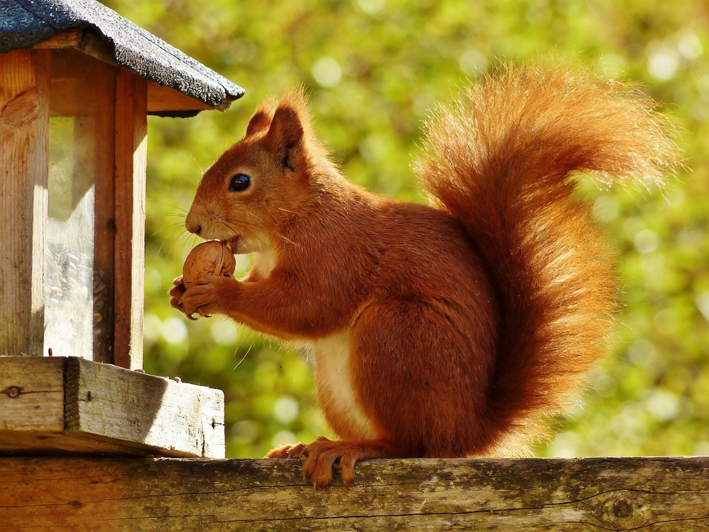 A reddish-brown squirrel eating a nut near a wooden feeder