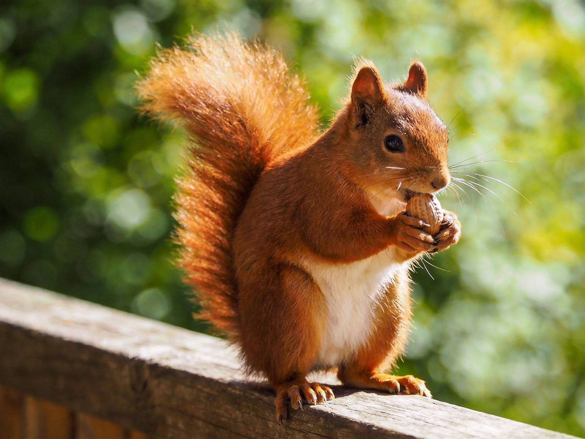 A reddish-brown squirrel eating a nut on a wooden railing