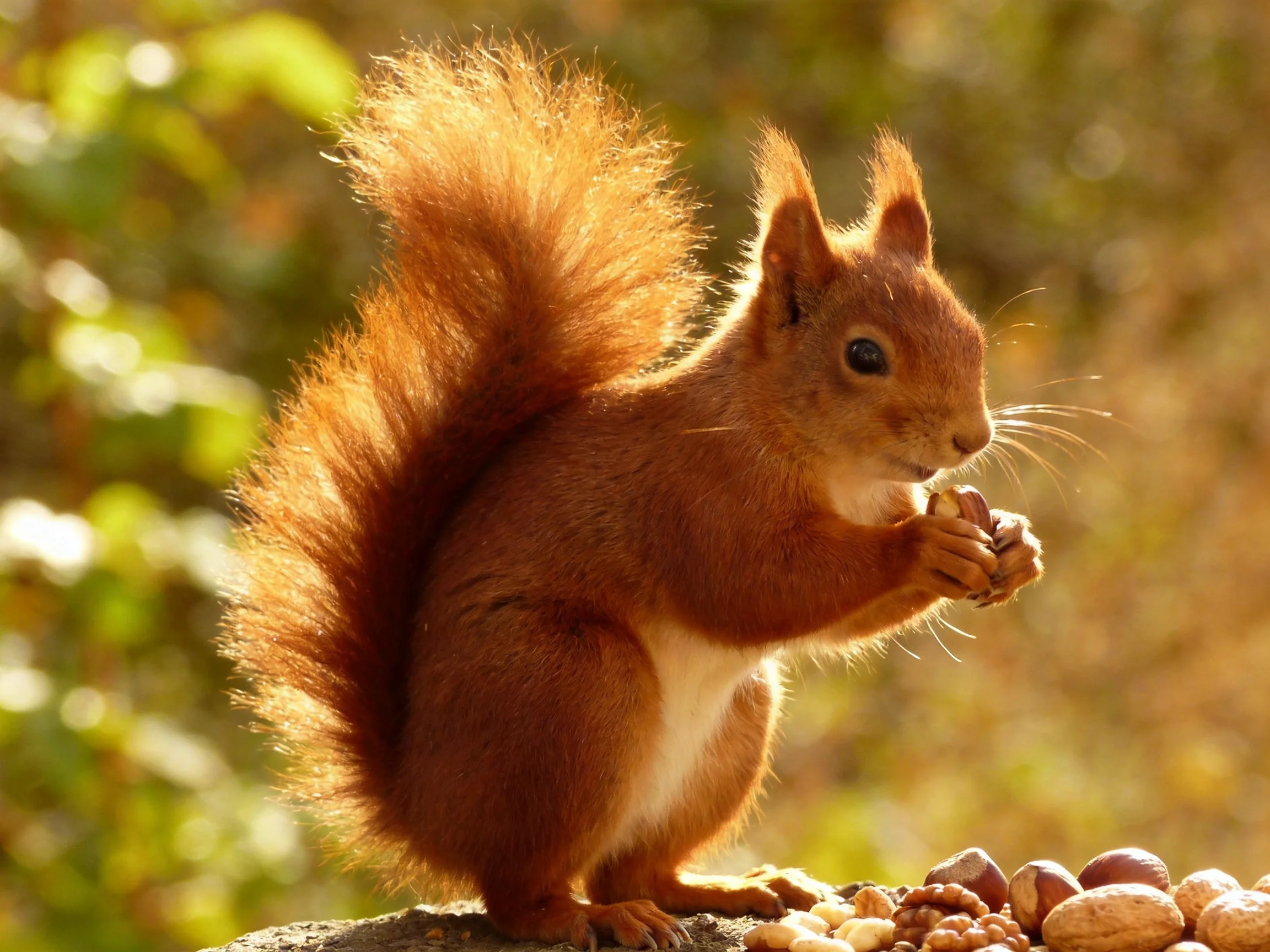 A reddish-brown squirrel eating nuts on a stone ledge