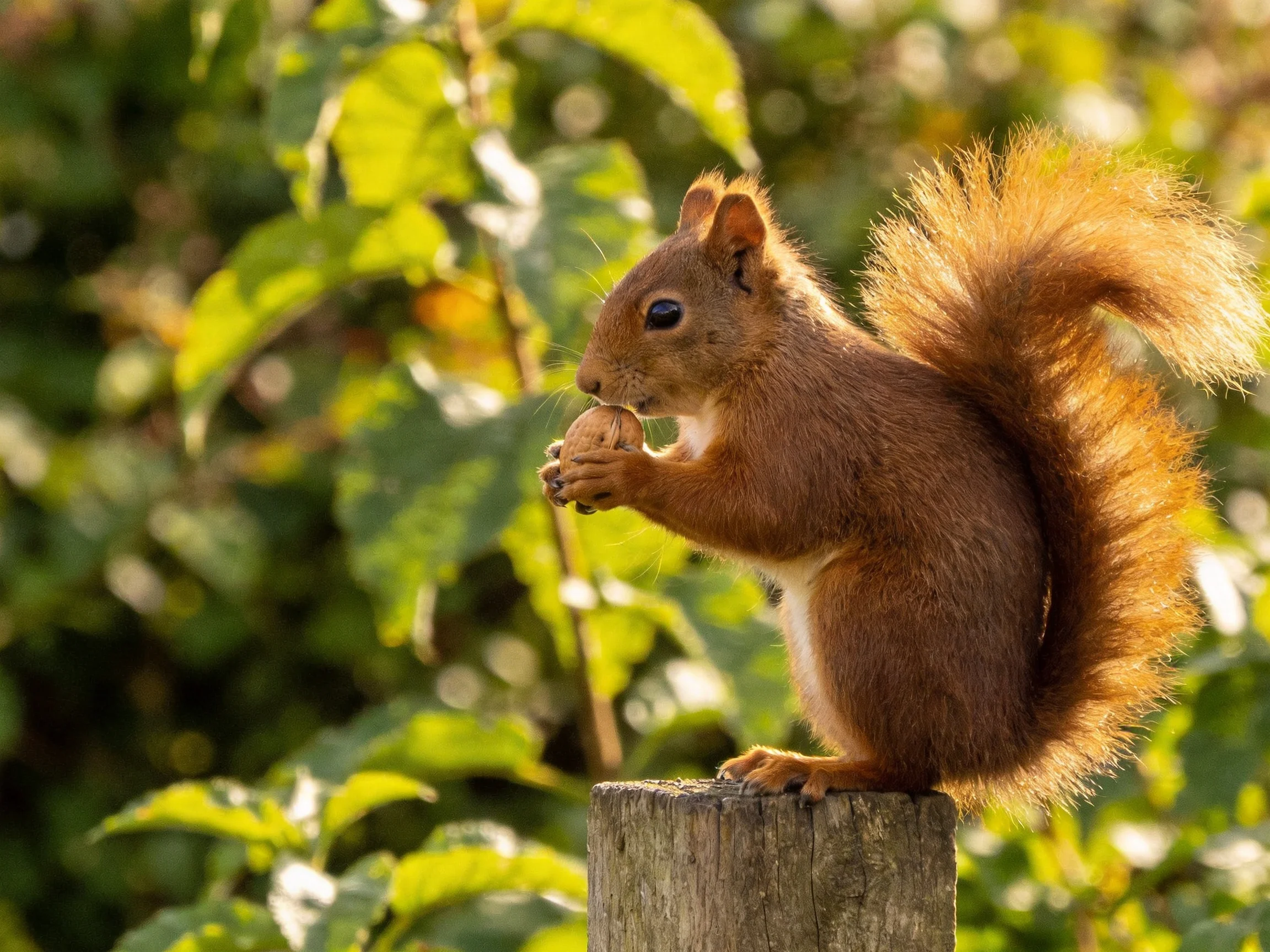 A reddish-brown squirrel eats a nut on a weathered wooden post among green foliage