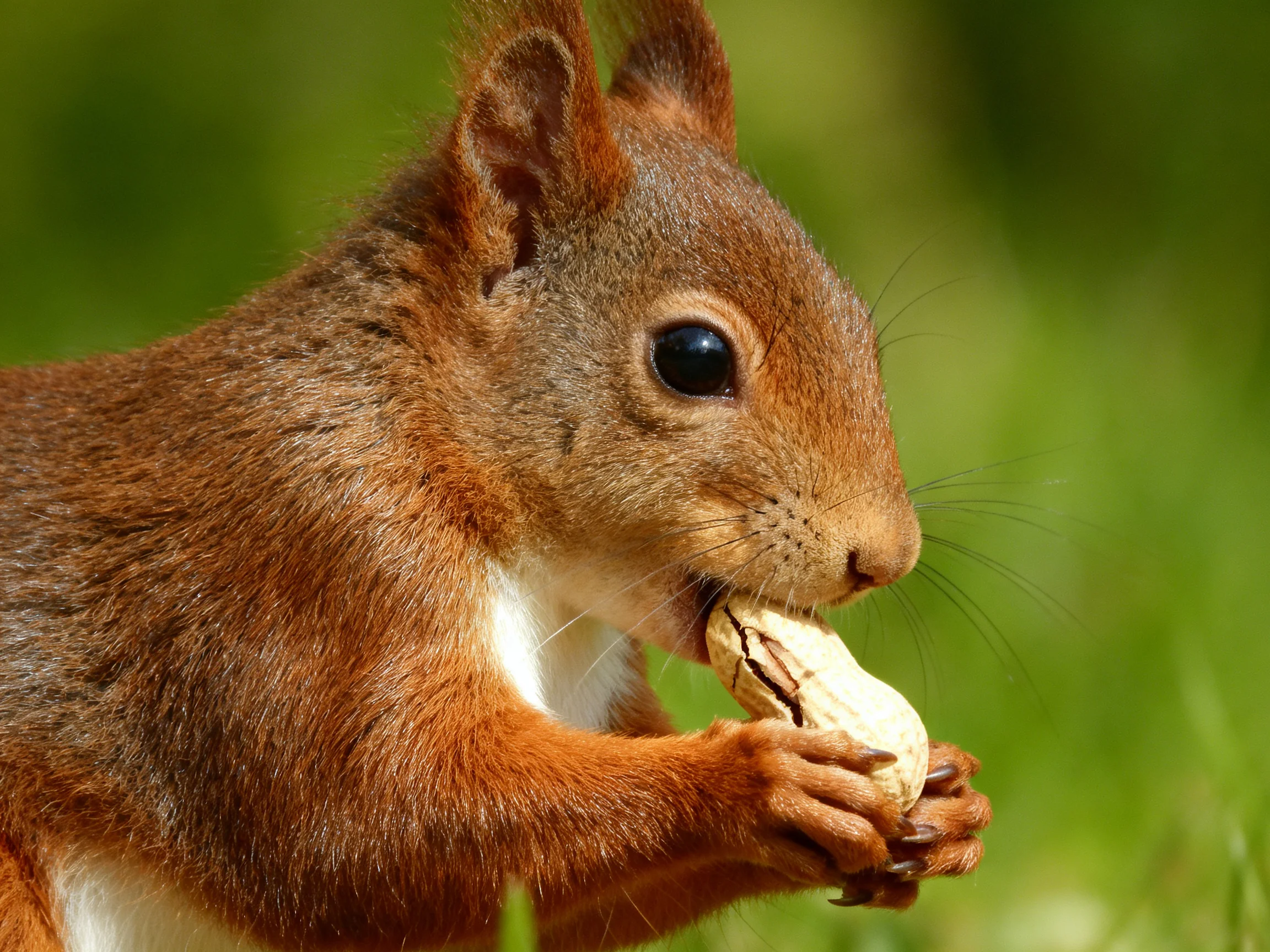 A reddish-brown squirrel eats a peanut in an outdoor setting.