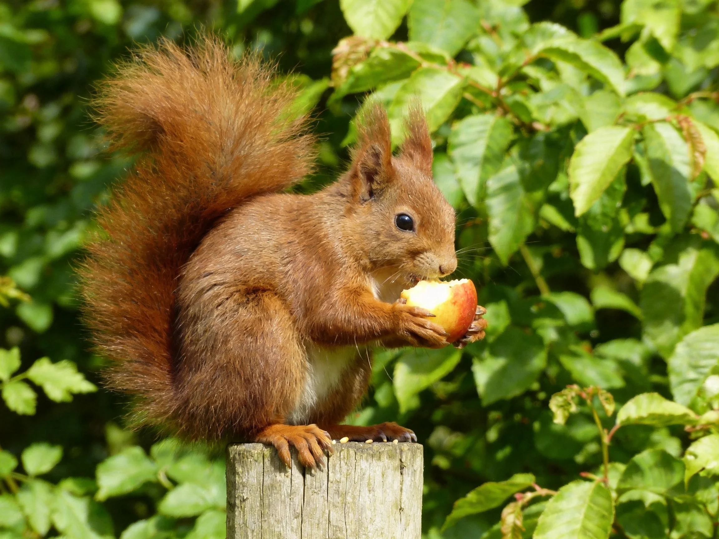 A red squirrel consumes an apple while perched on a wooden post amid greenery.