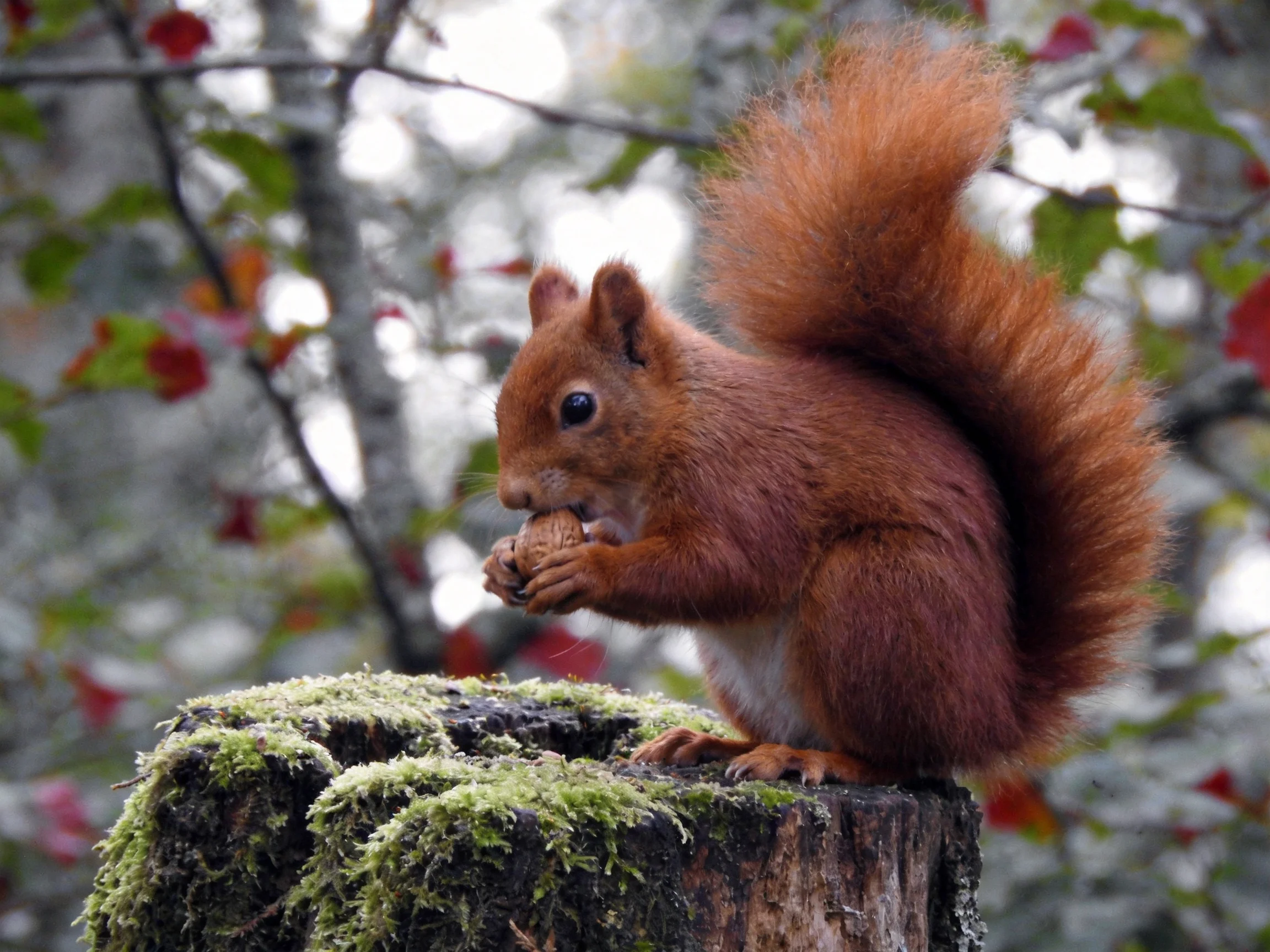 A red squirrel enjoys a nut while perched on a moss-covered tree stump.