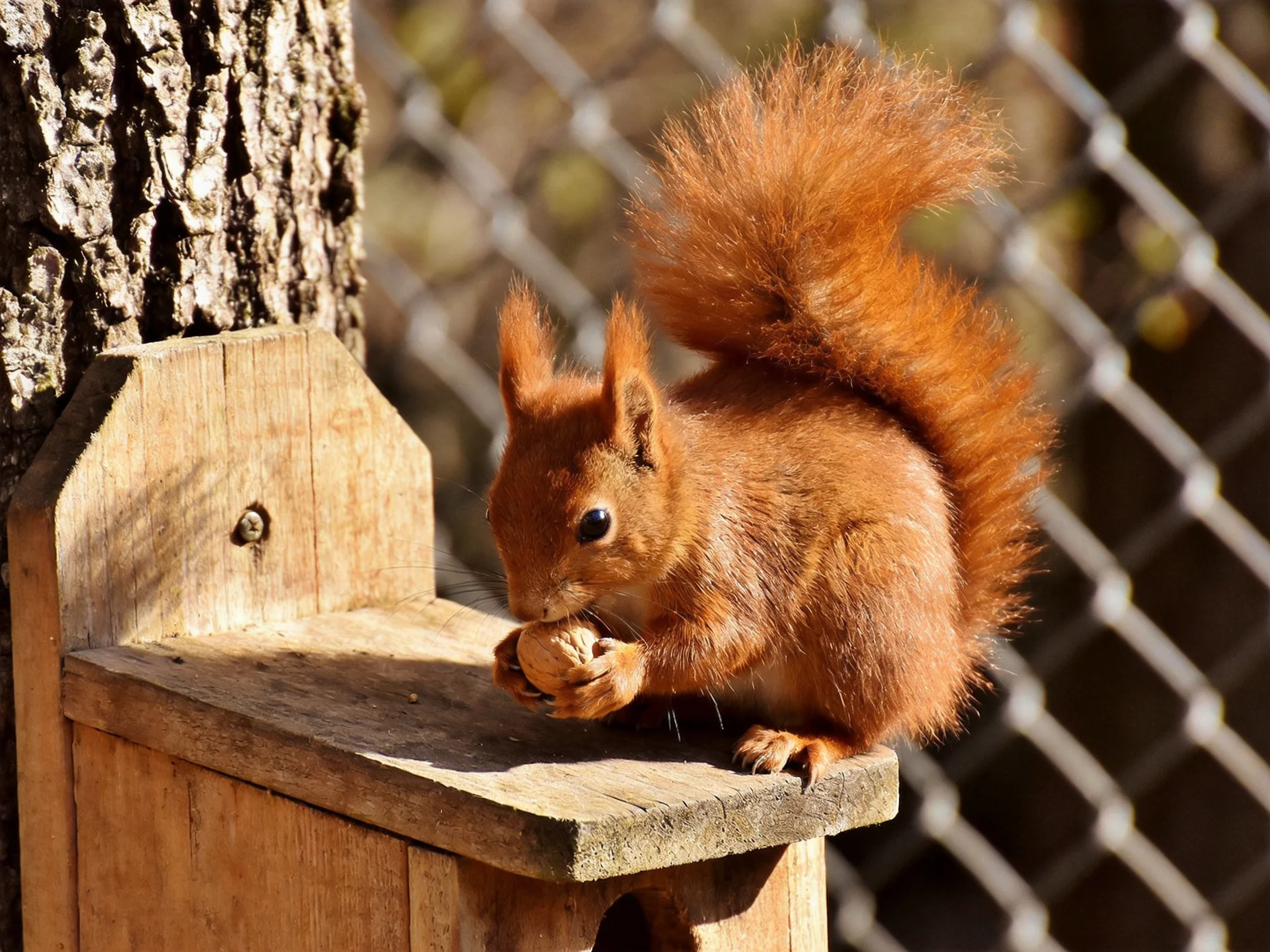 A reddish-brown squirrel eats nuts from a wooden feeder attached to a tree.