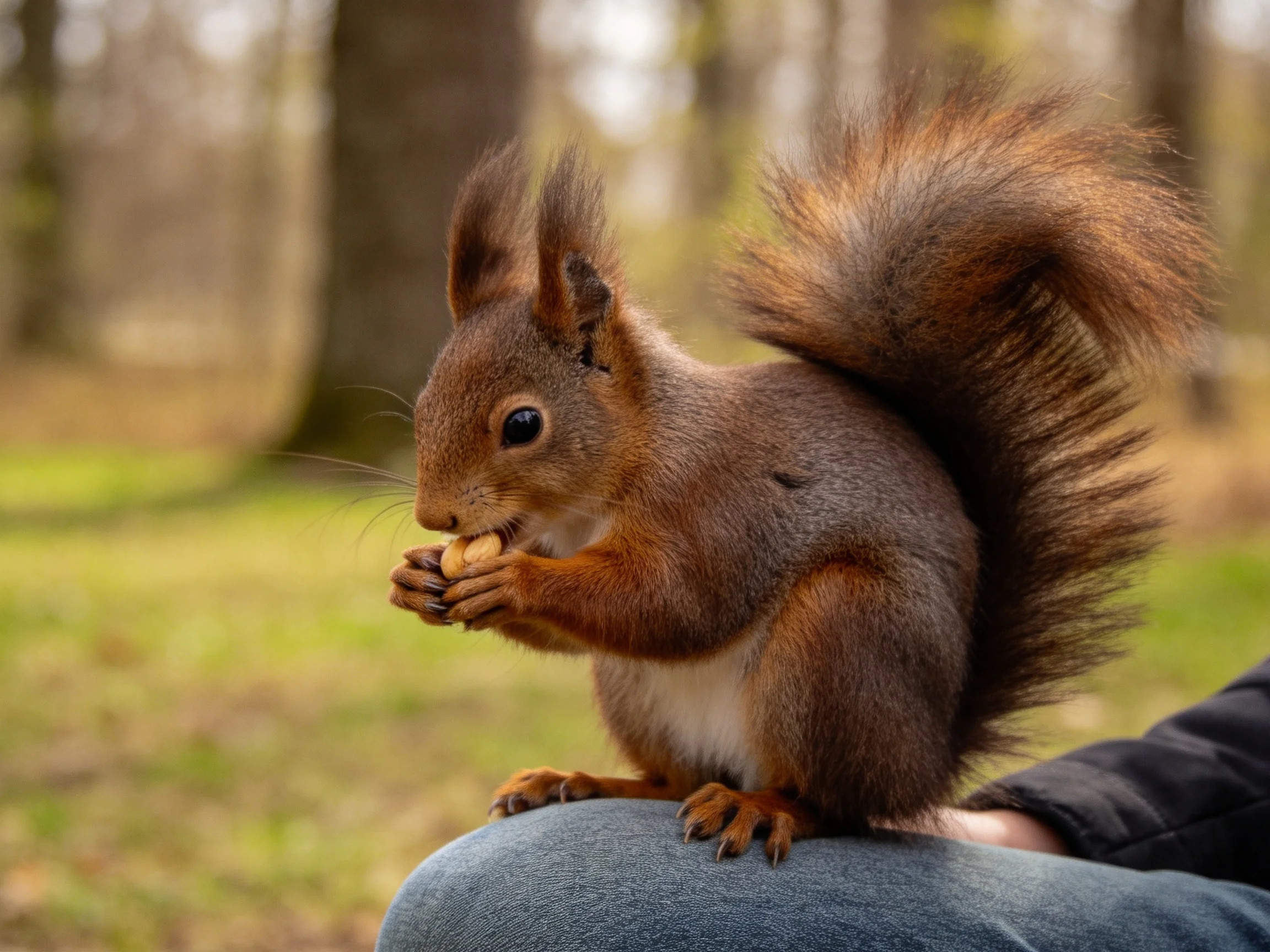 A reddish-brown squirrel eats nuts while sitting on jeans in a forested area