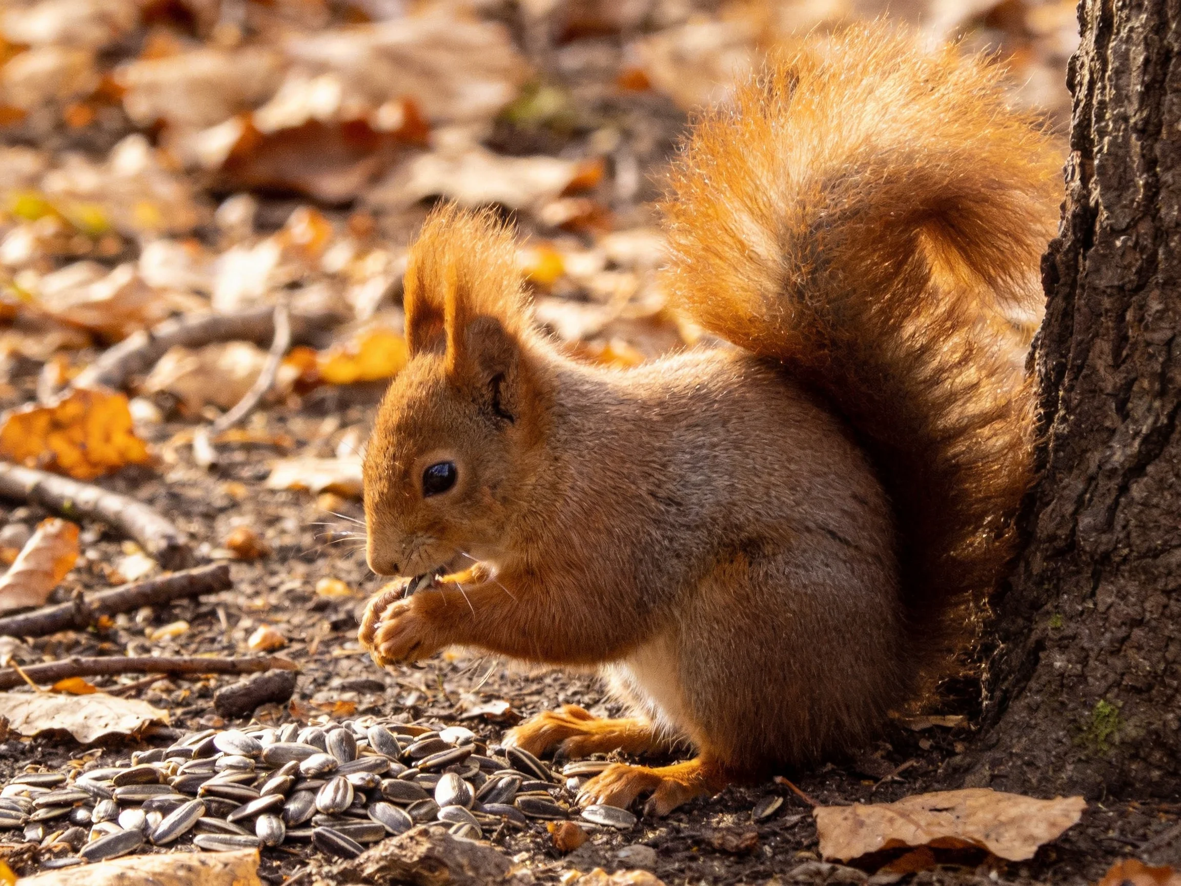 A reddish-brown squirrel feeding by a tree with sunflower seeds