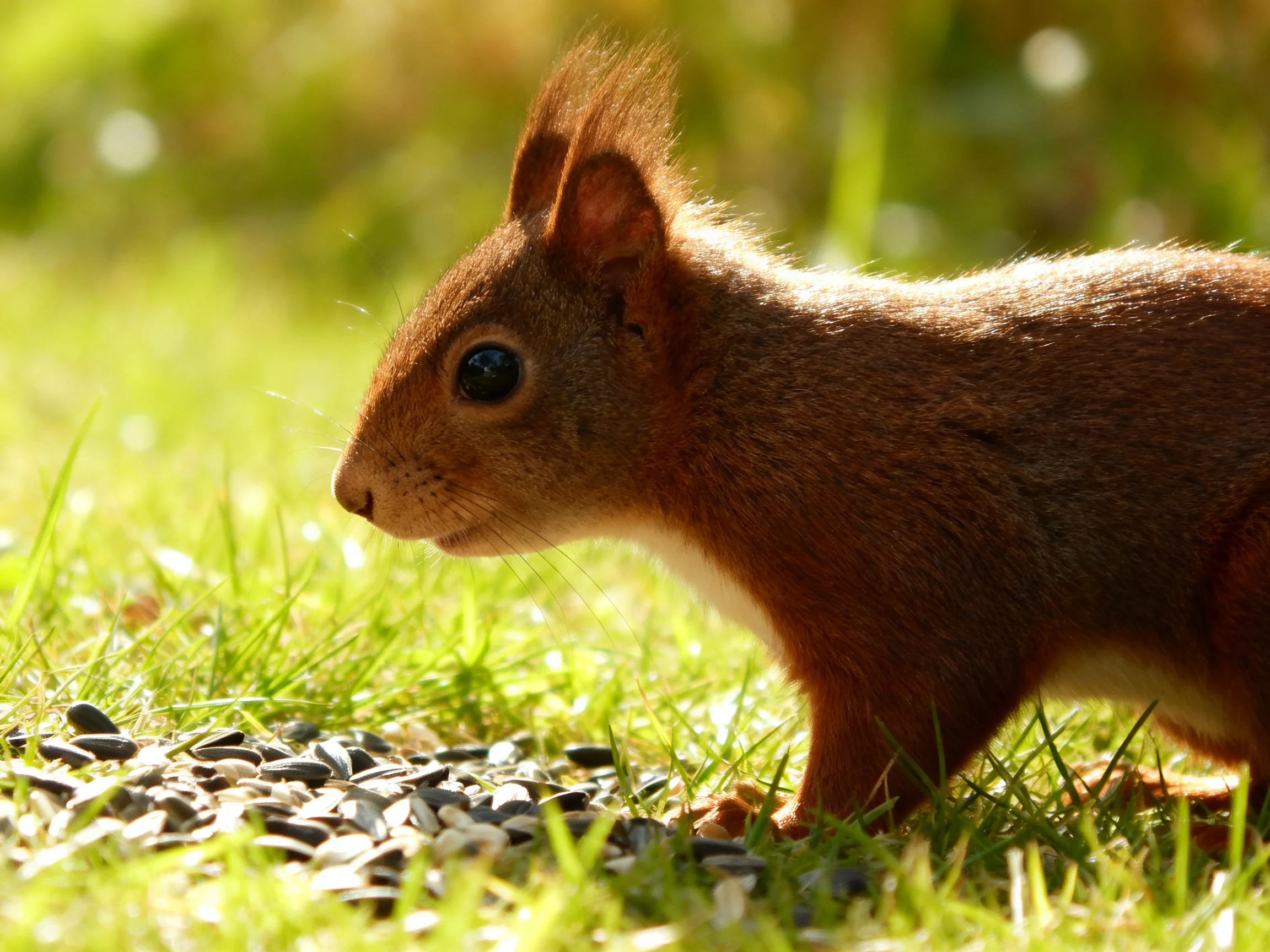 A reddish-brown squirrel forages near scattered seeds on green grass