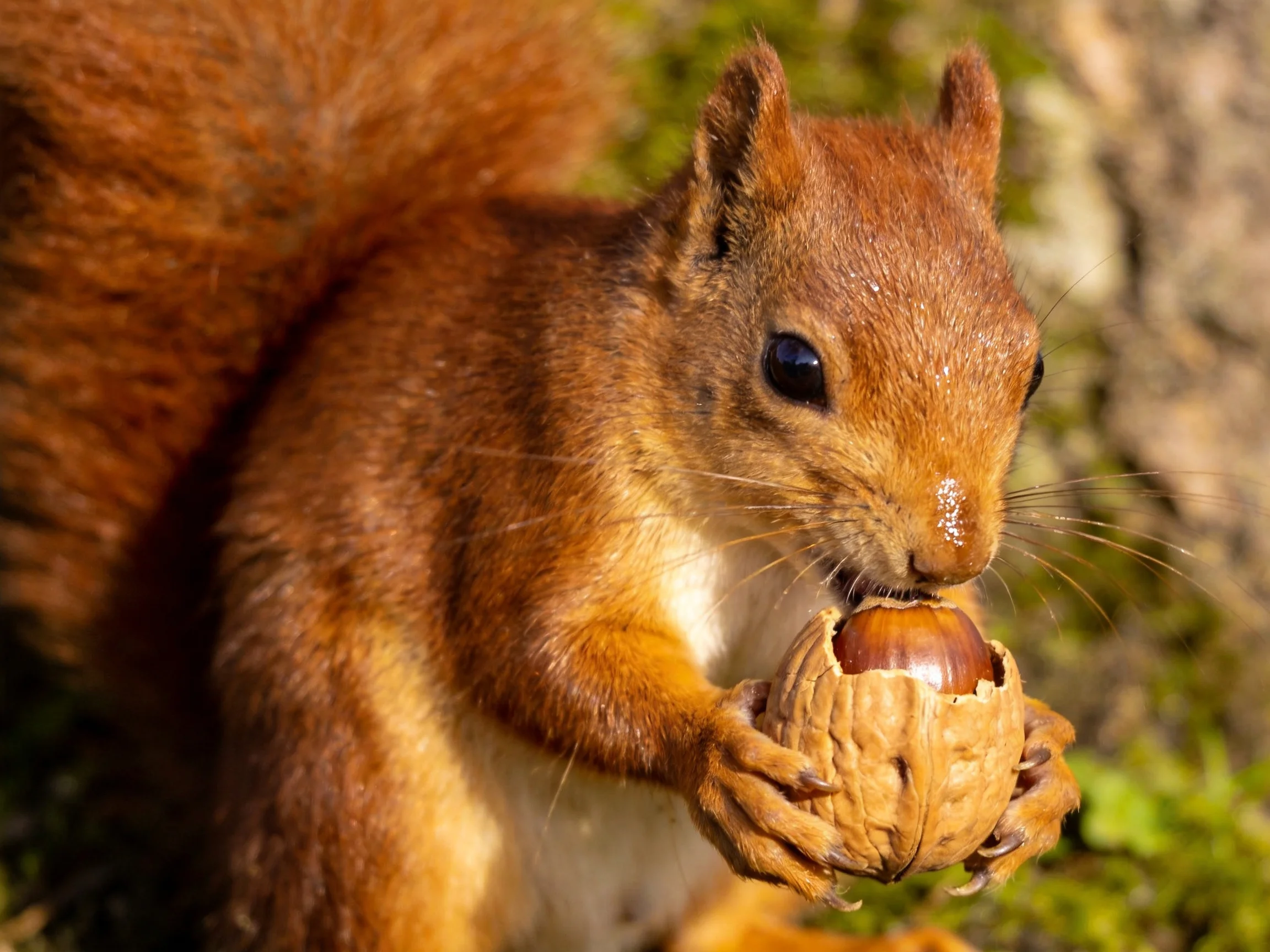 A reddish-brown squirrel holds a large nut near mossy tree bark