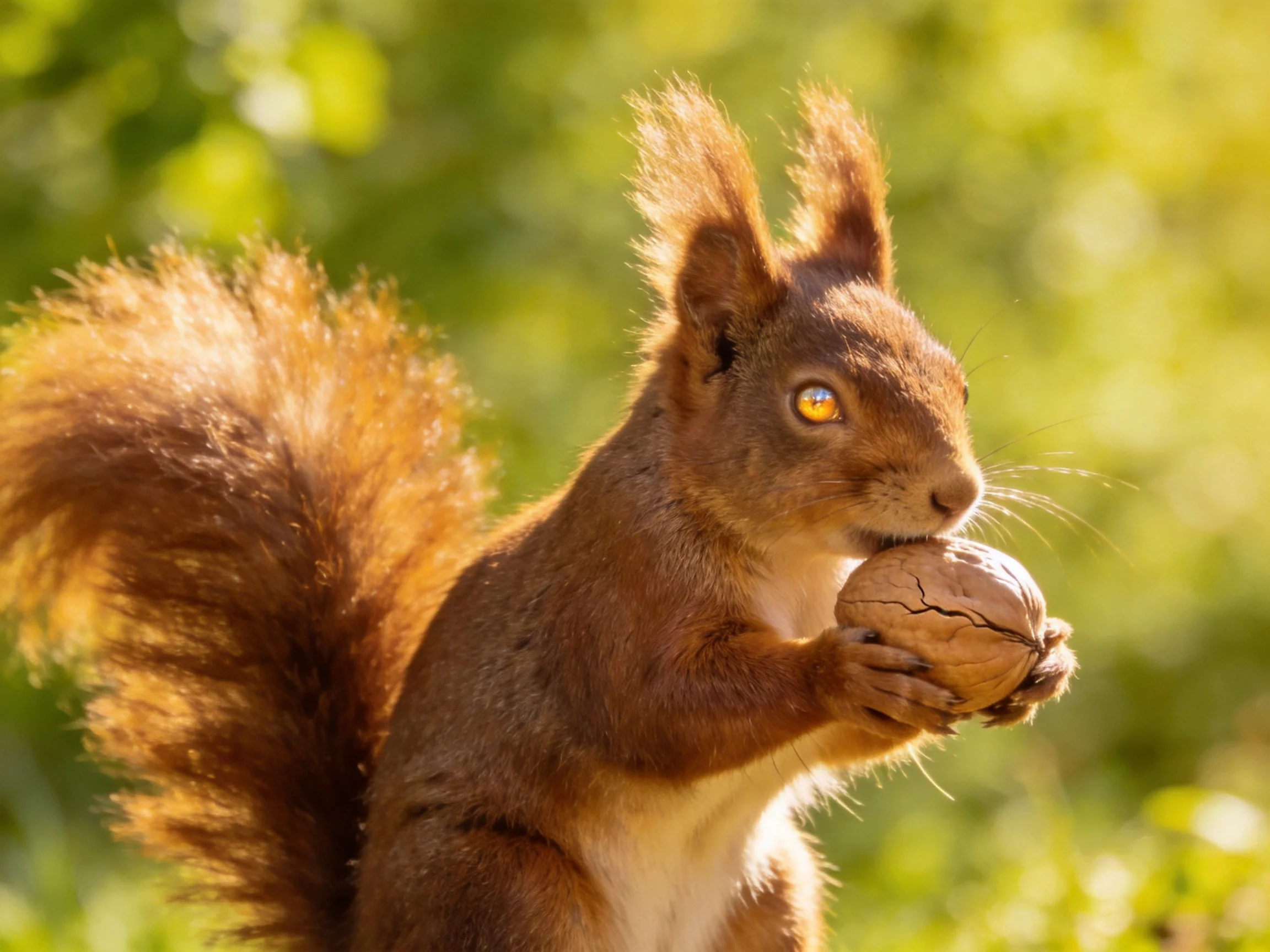 A reddish - brown squirrel holds a large walnut in a sun - dappled green setting