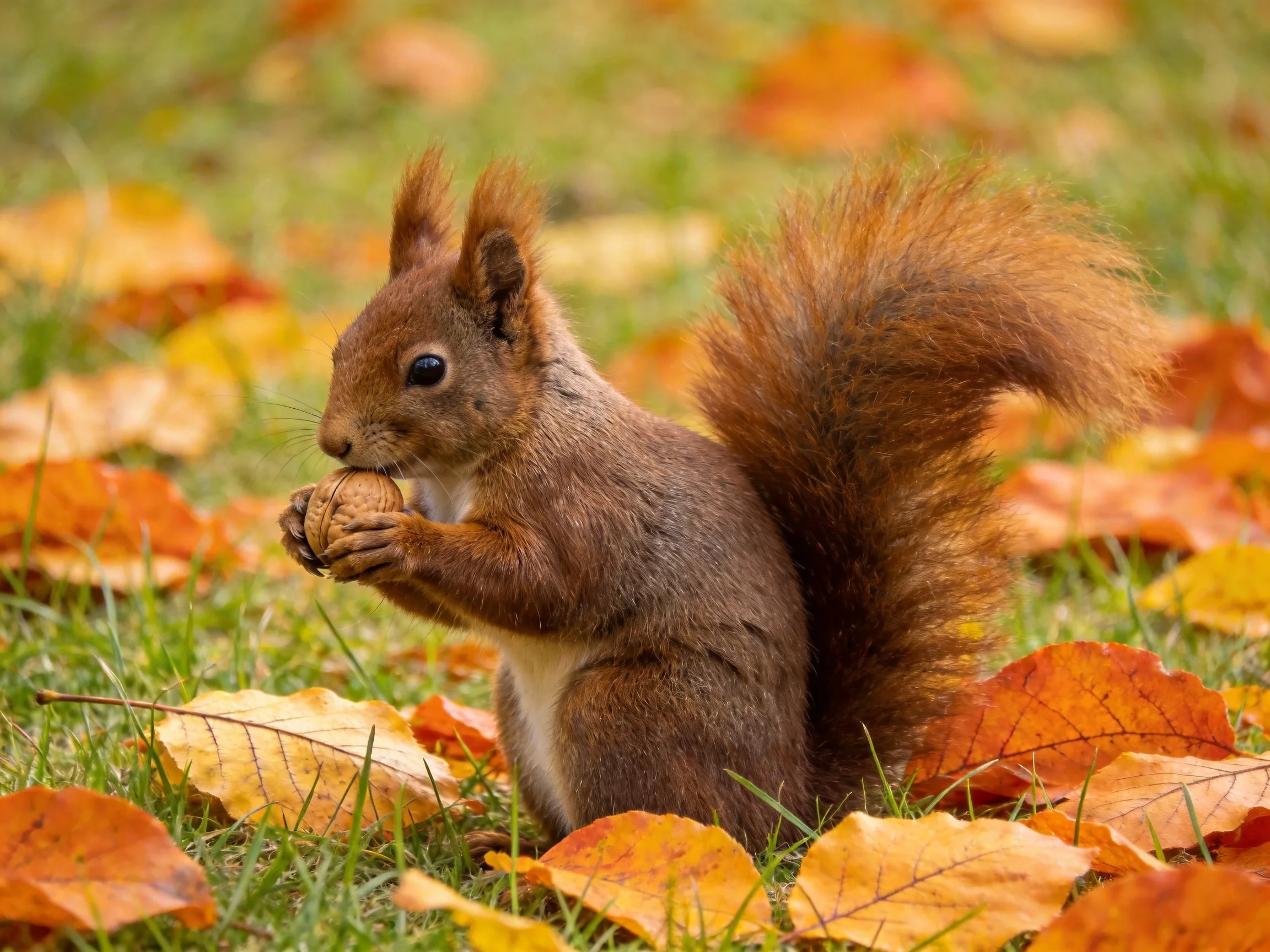 A reddish-brown squirrel holds a nut amid colorful autumn leaves