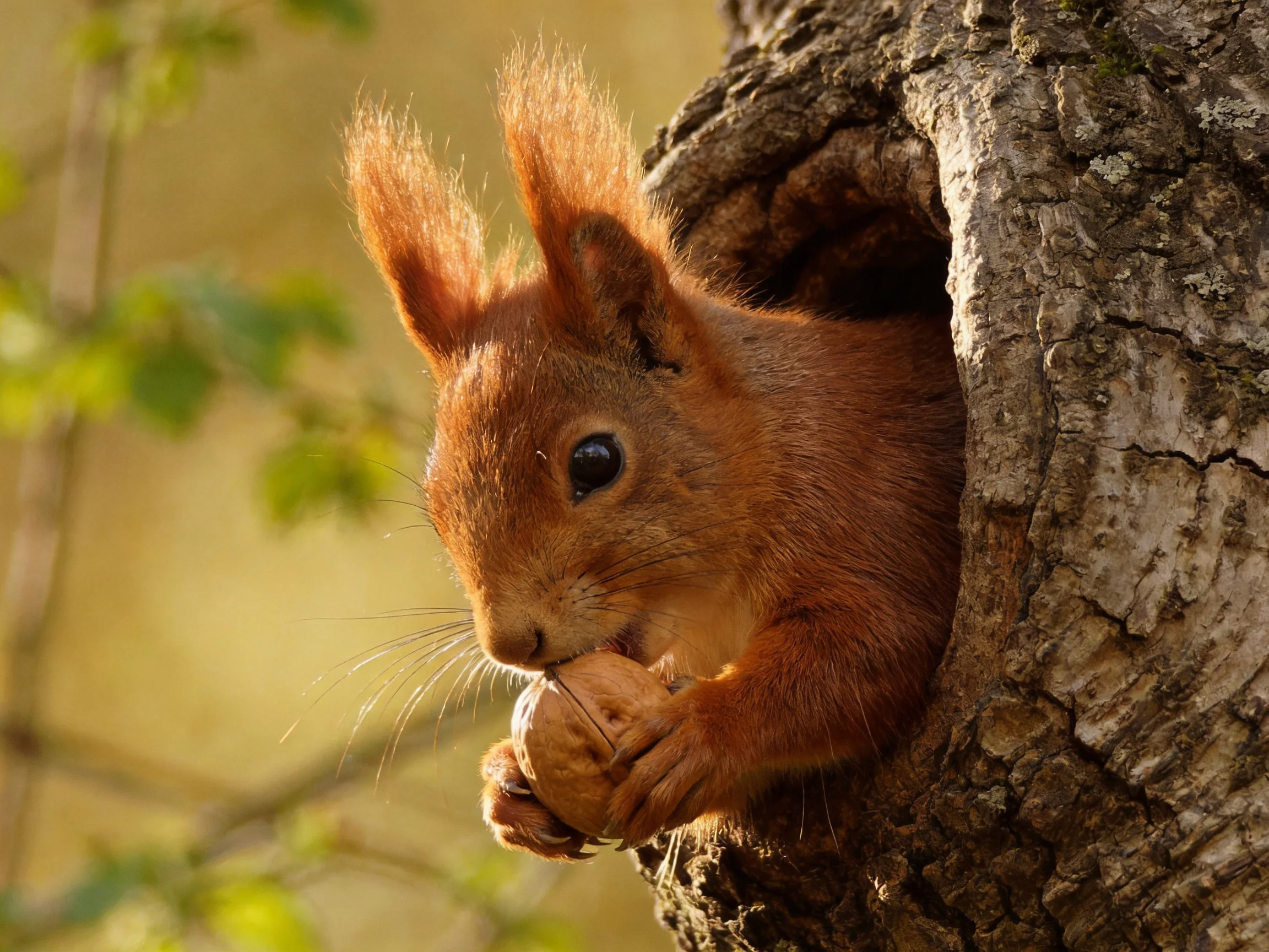 A reddish-brown squirrel holds a nut from a gnarled tree hollow
