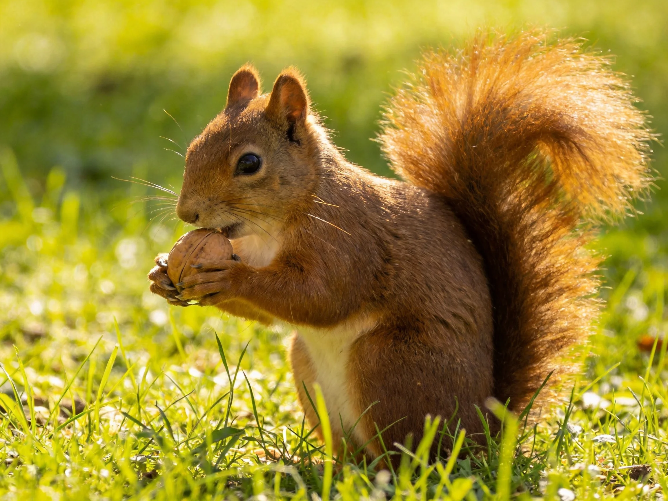 A reddish-brown squirrel holds a nut in lush green grass
