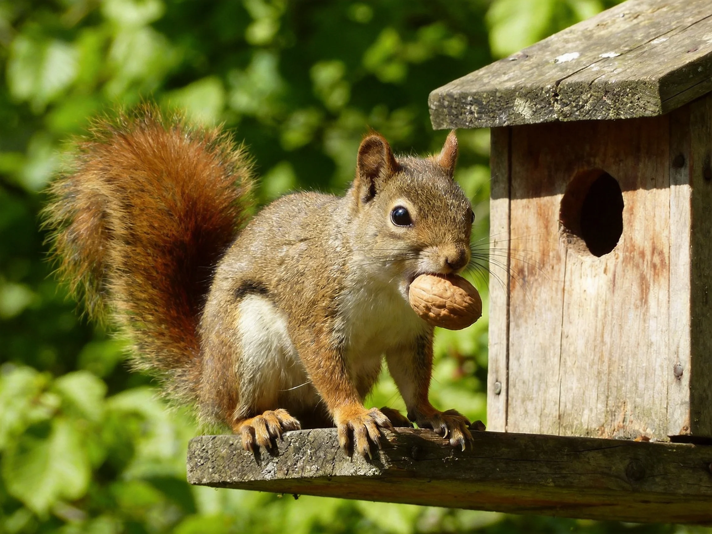 A squirrel carrying a nut sits next to an outdoor wooden birdhouse.