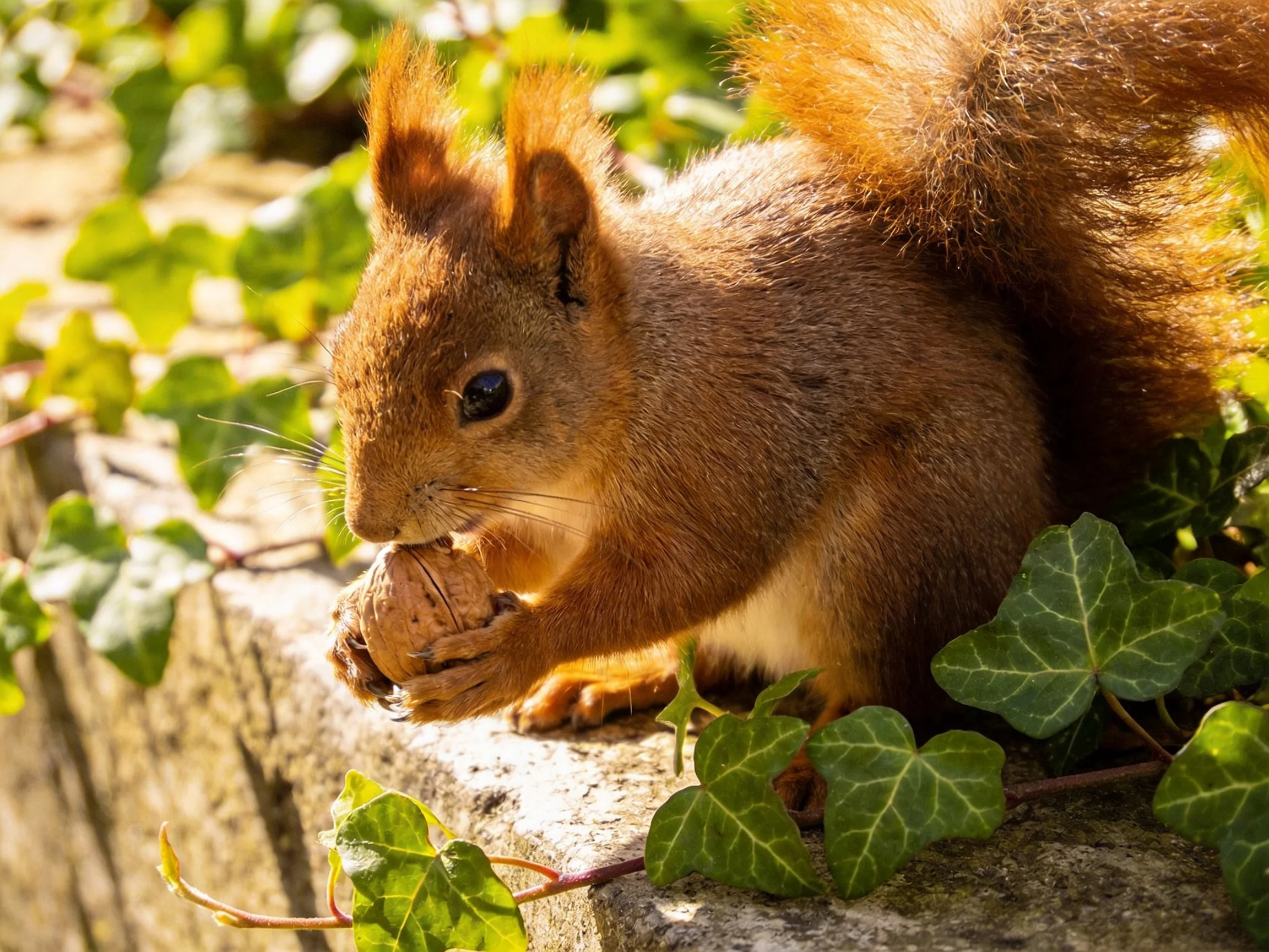 A reddish-brown squirrel nibbles a nut outdoors near greenery