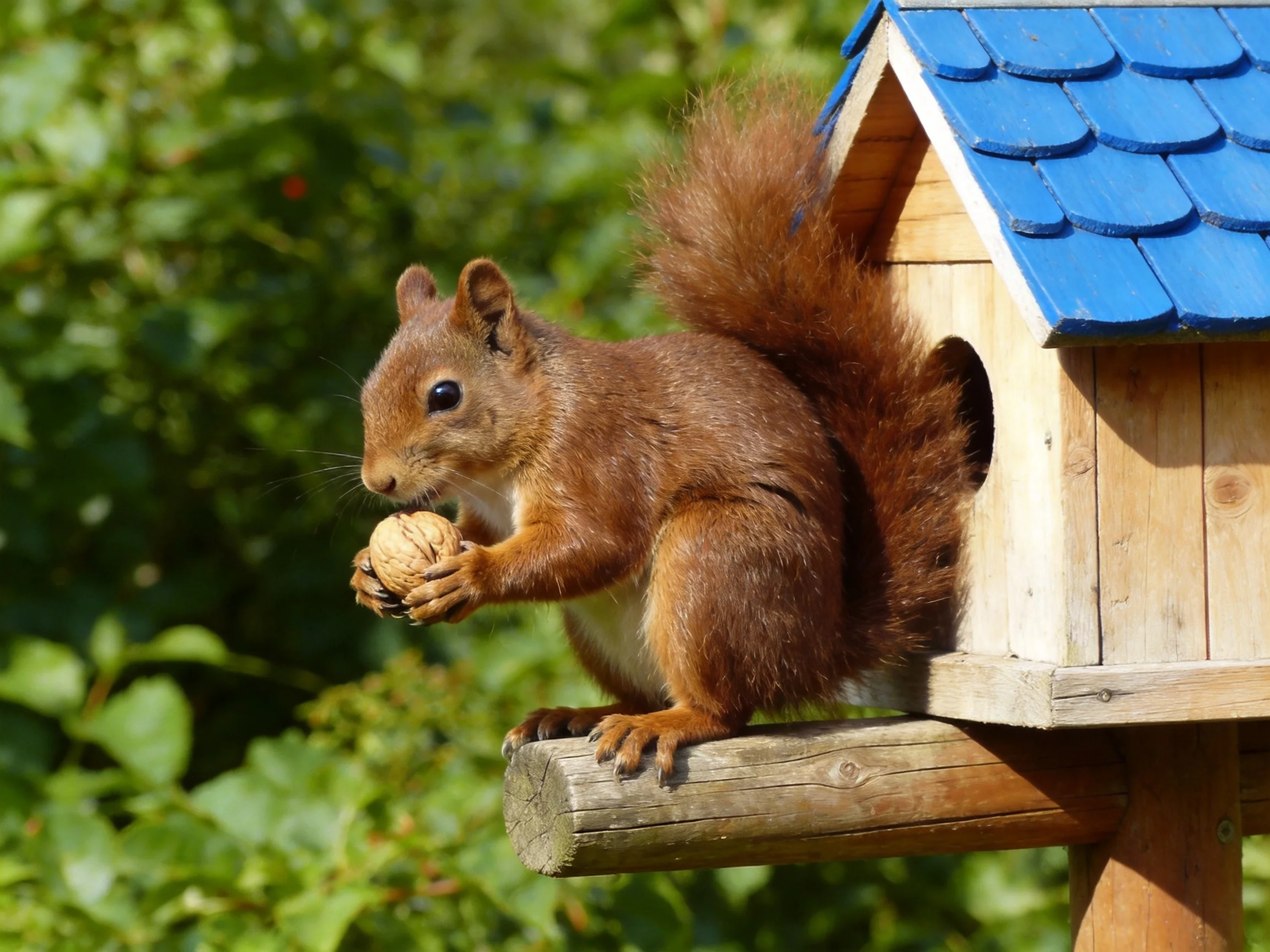 A reddish-brown squirrel holds a walnut near a blue-roofed wooden birdhouse