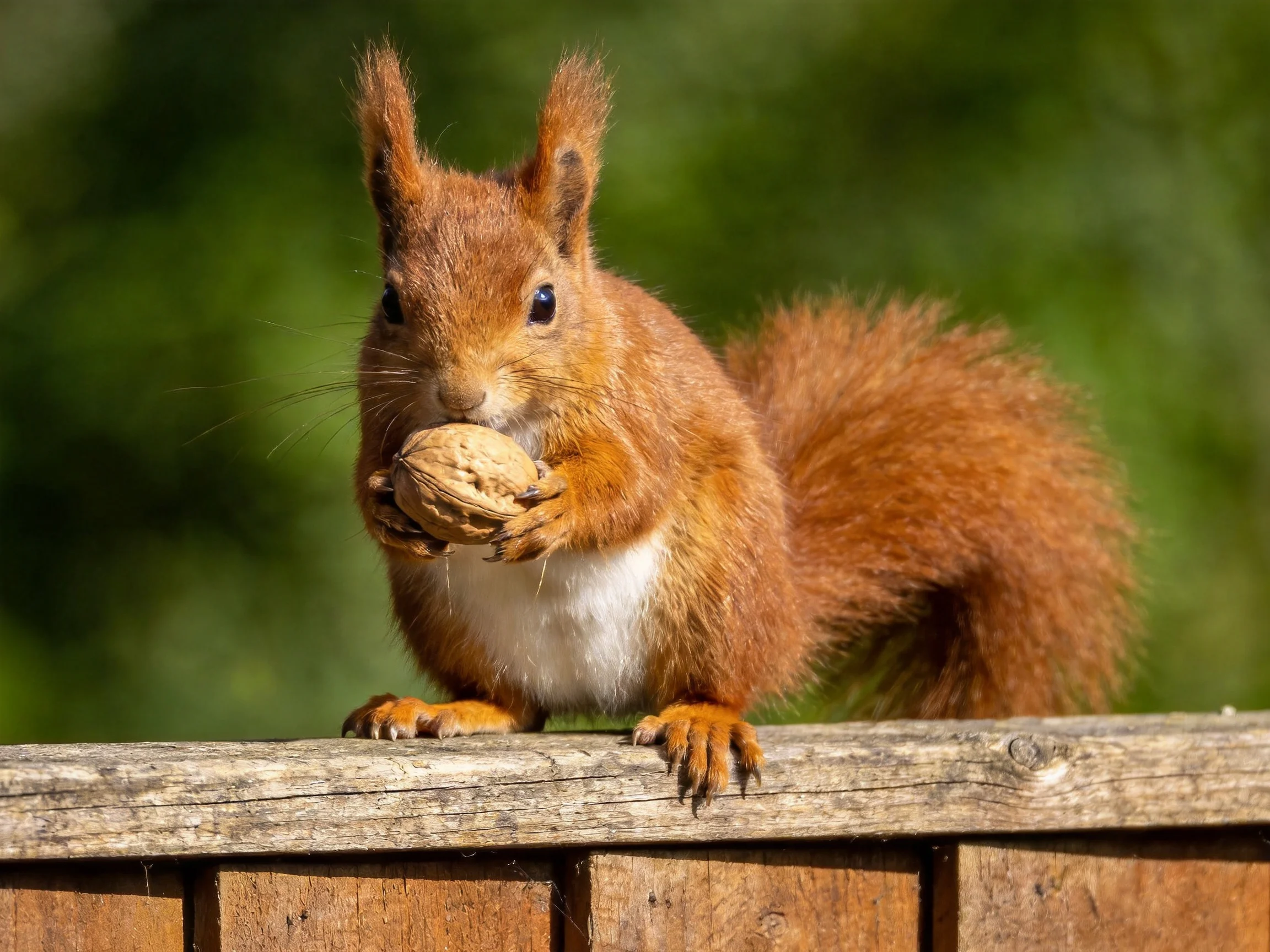 A reddish-brown squirrel holds a walnut on a wooden fence