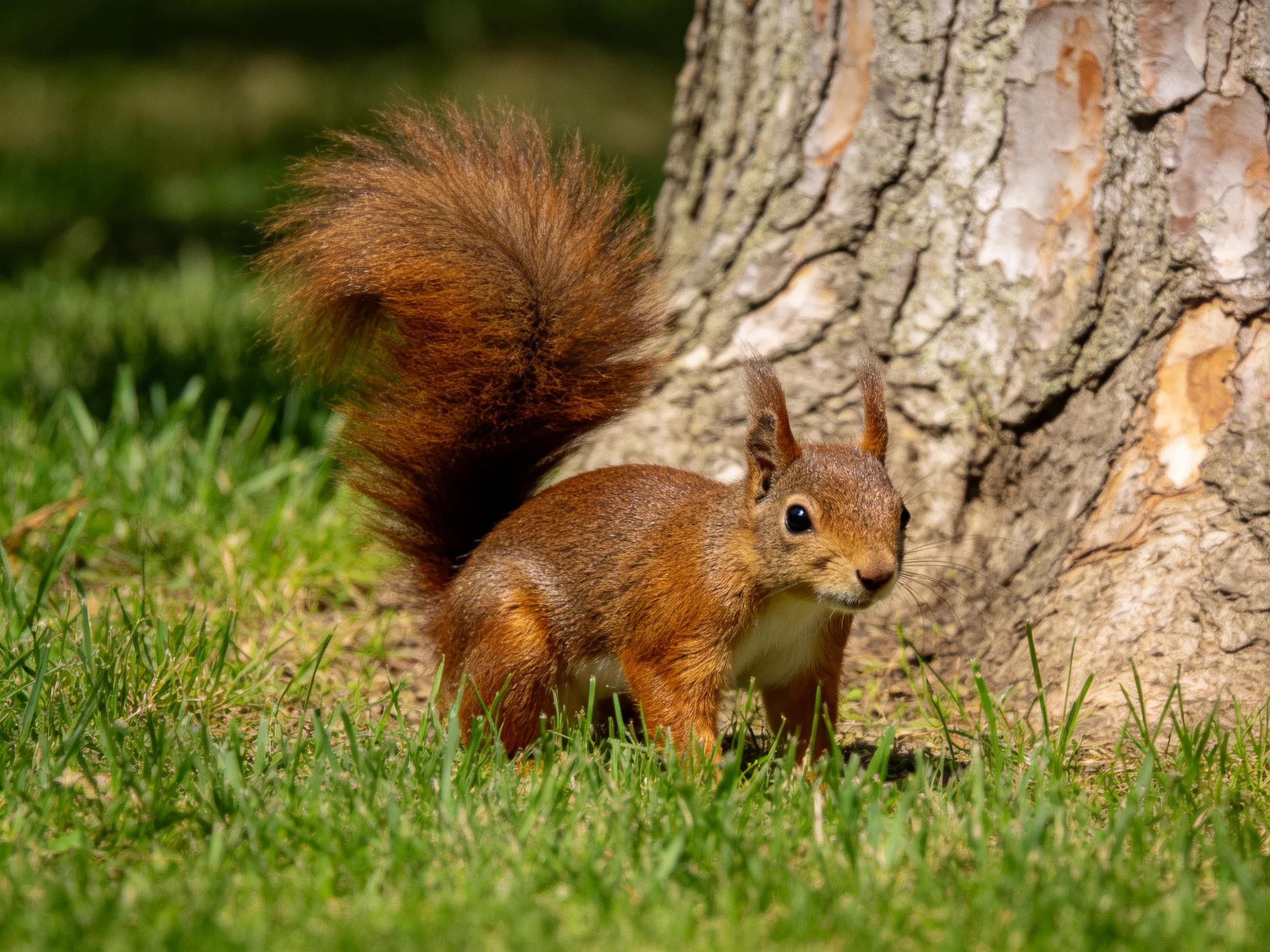 A reddish-brown squirrel stands near a tree trunk in a grassy area.